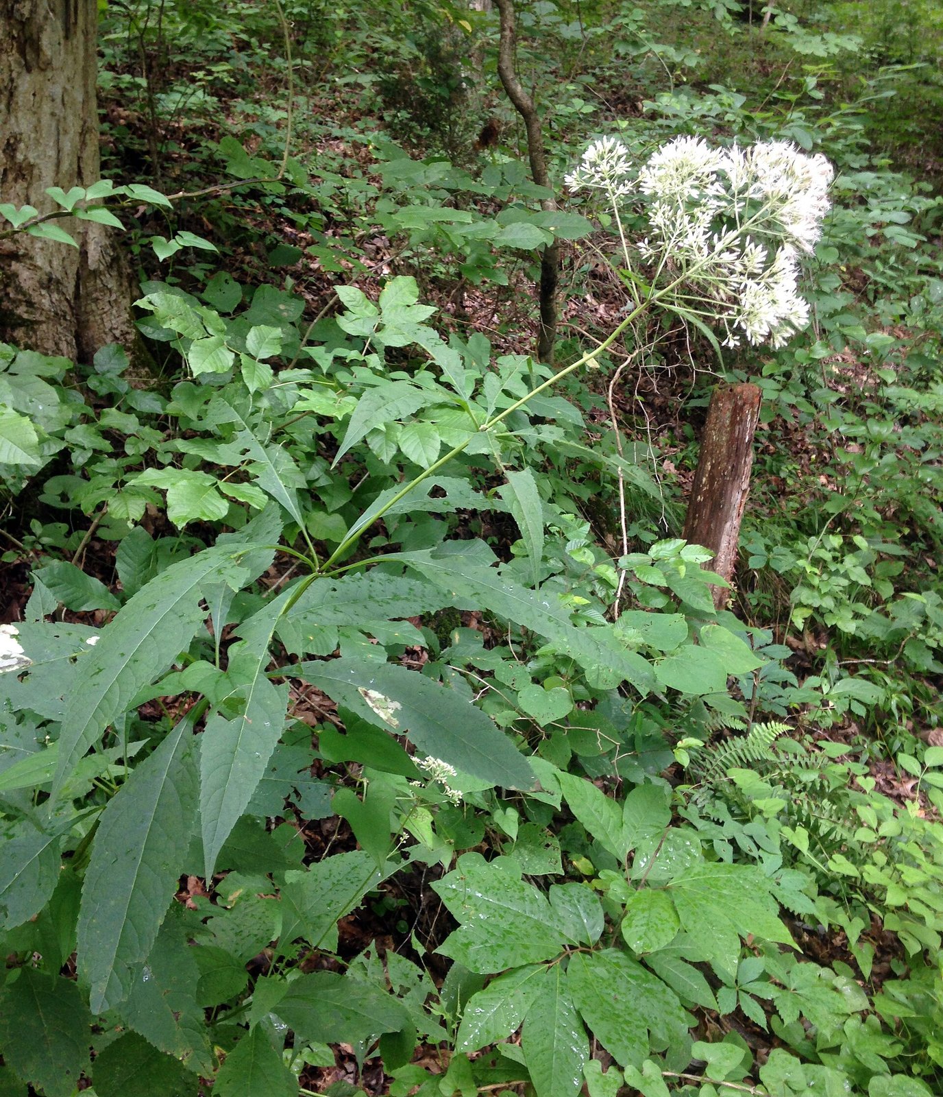 Sweet Joe-Pye-weed with whorled leaves and rounded pink flower clusters
