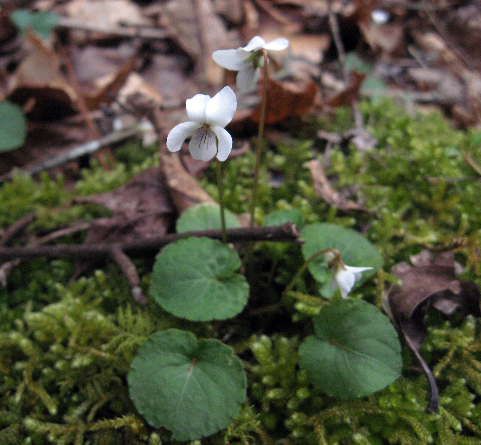 Sweet white violet with small white flowers and heart-shaped leaves