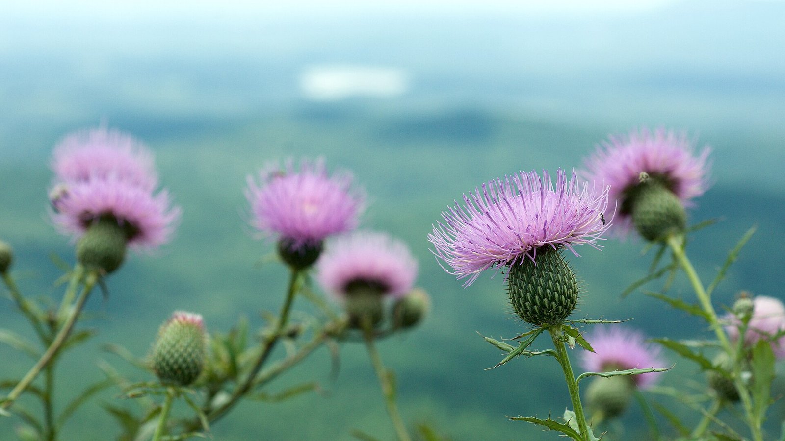 Tall thistle with rosy-purple flower head and undivided spiny leaves