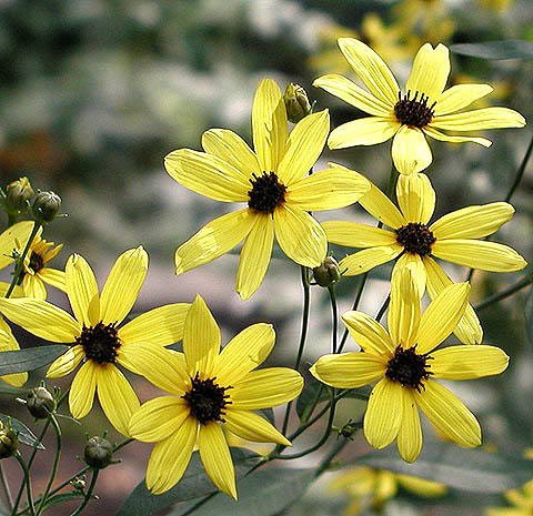 Tall tickseed with thin trifoliate leaves and yellow ray flowers on a tall plant