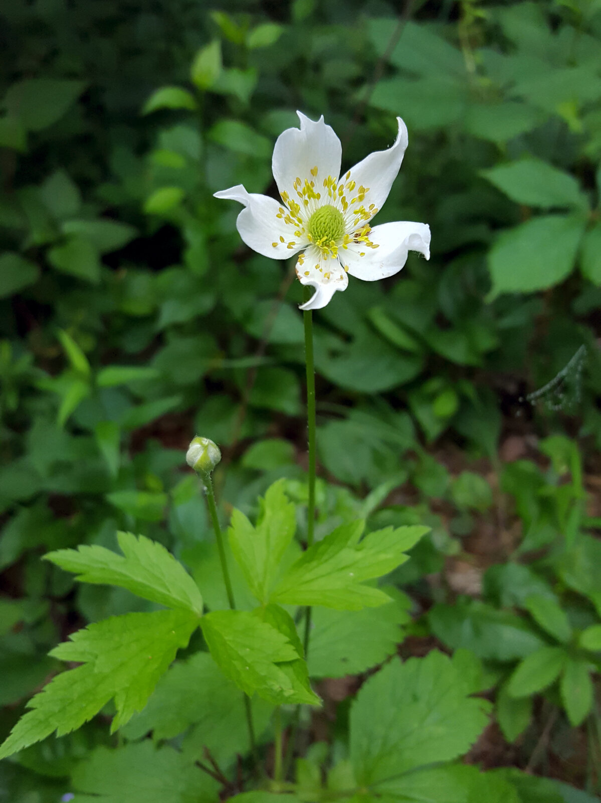 Thimbleweed with thimble-shaped seed head