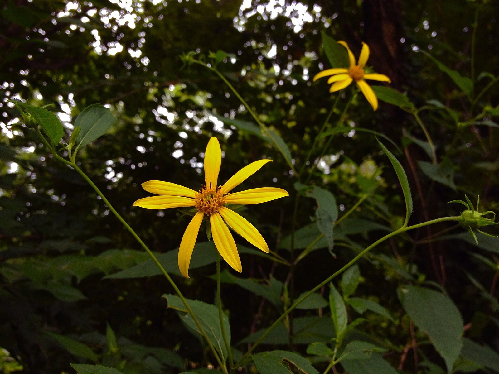 Thinleaf sunflower with smooth thin leaves and yellow ten-rayed flowers