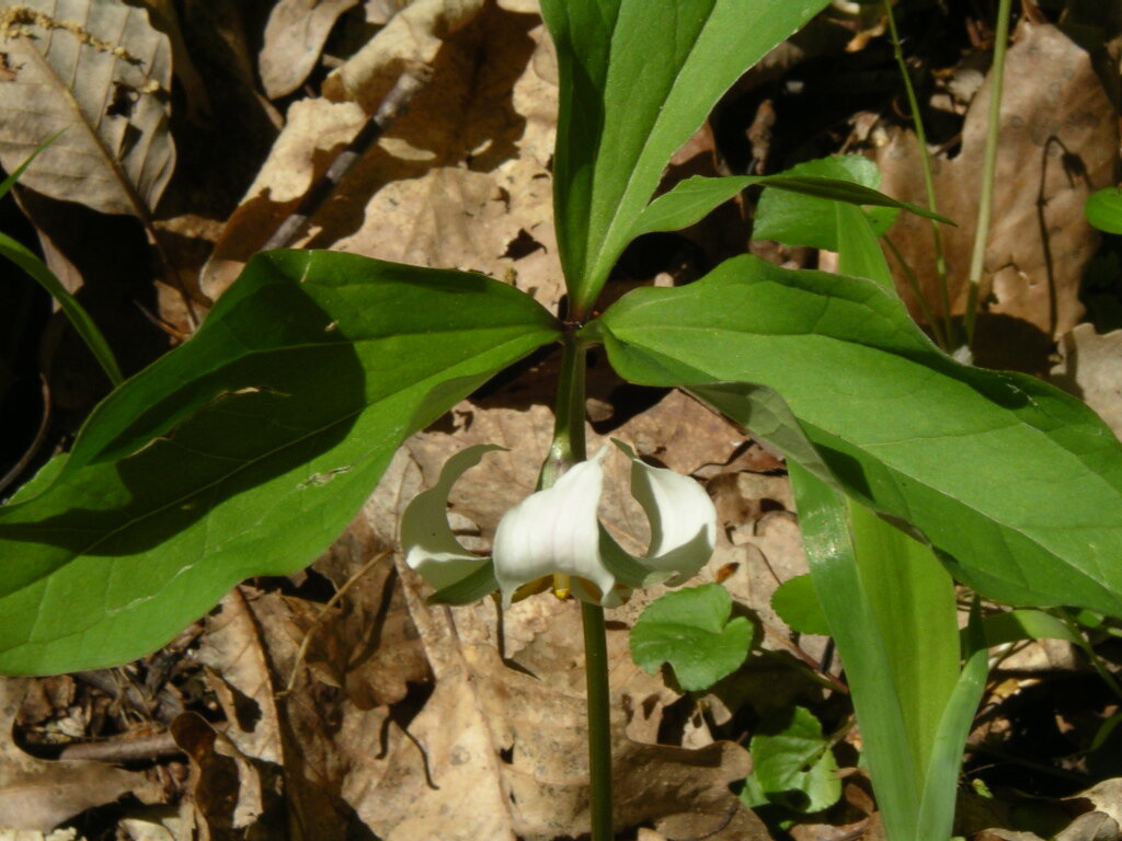 Catesby's trillium with pink-flushed nodding flower