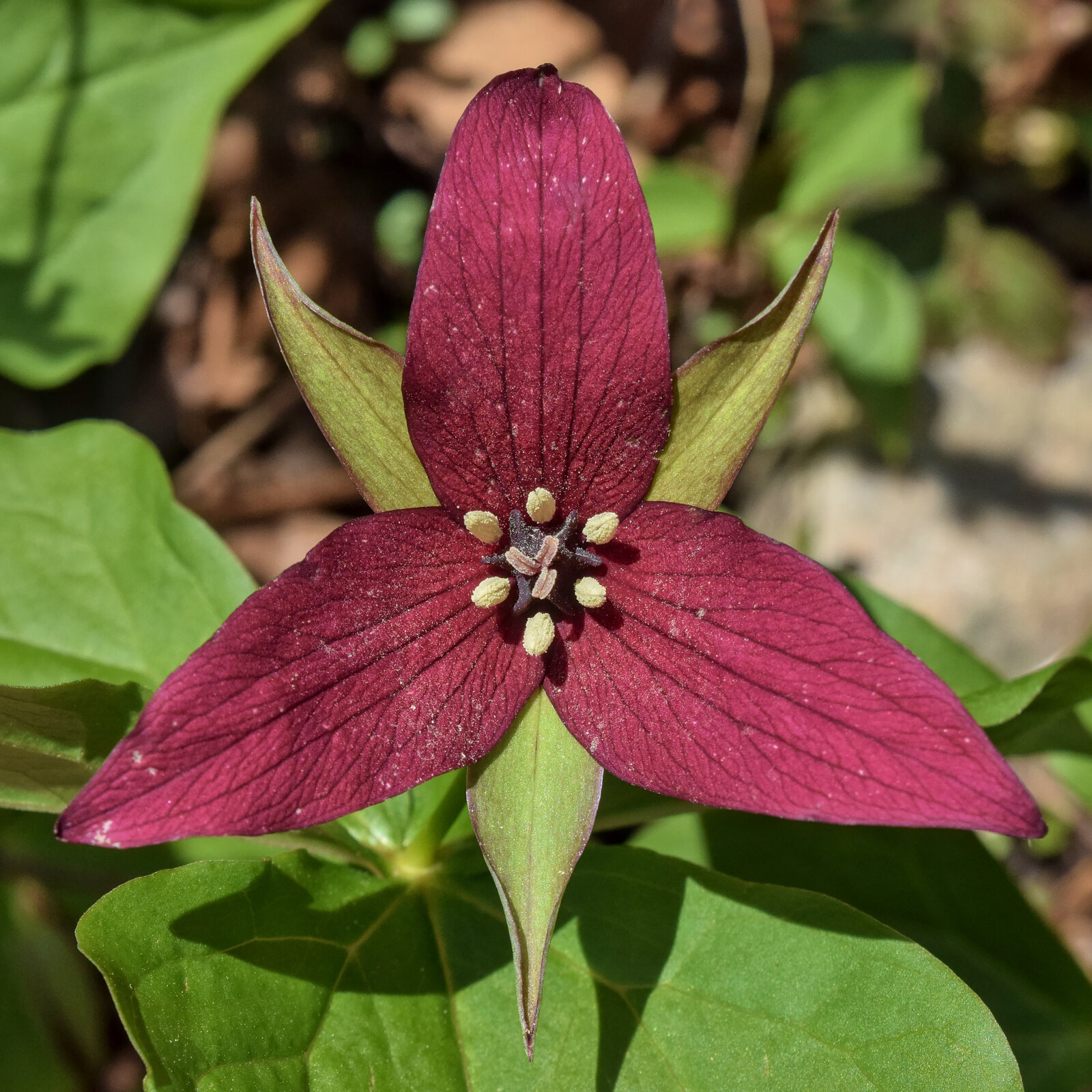 Red trillium with maroon petals held above leaves