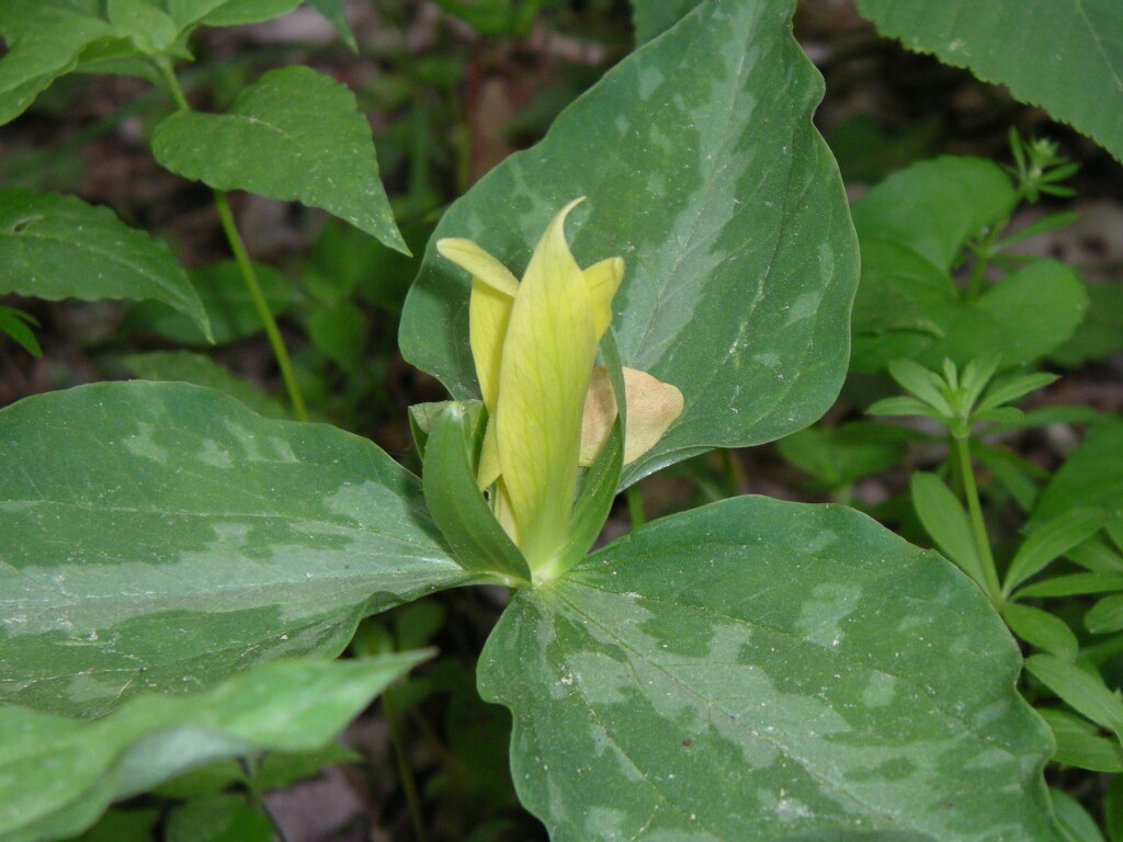 Yellow trillium with mottled leaves and yellow flower