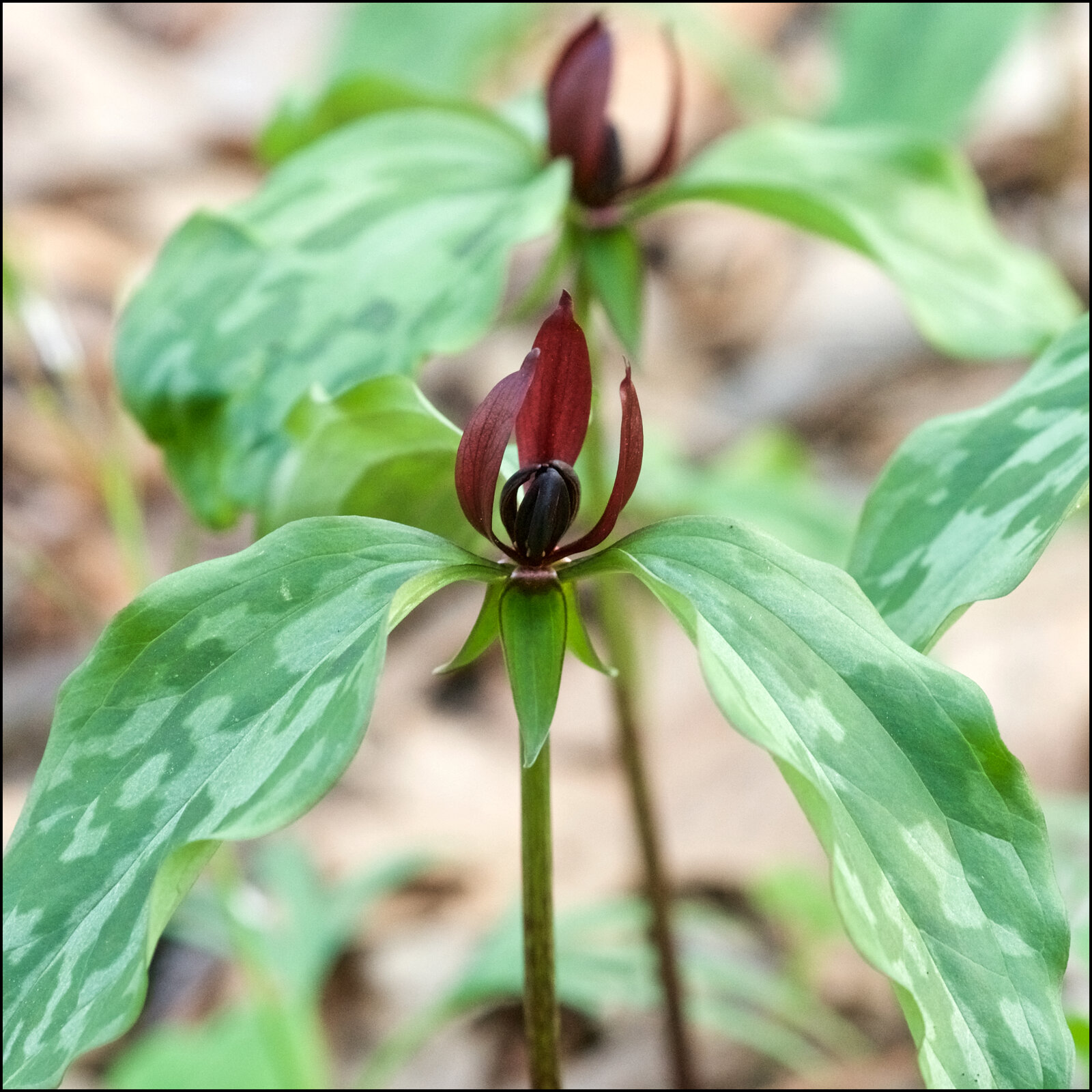 Prairie trillium with reflexed sepals and stalked leaves