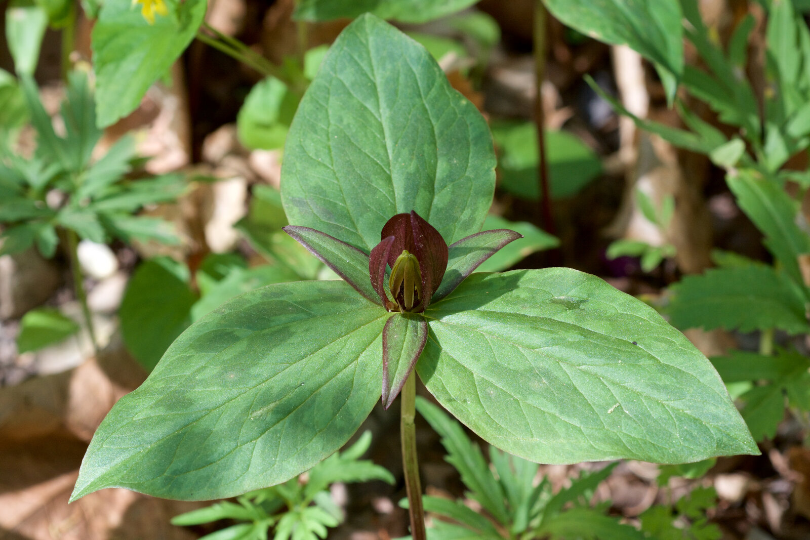 Sessile trillium with mottled leaves and small dark flower