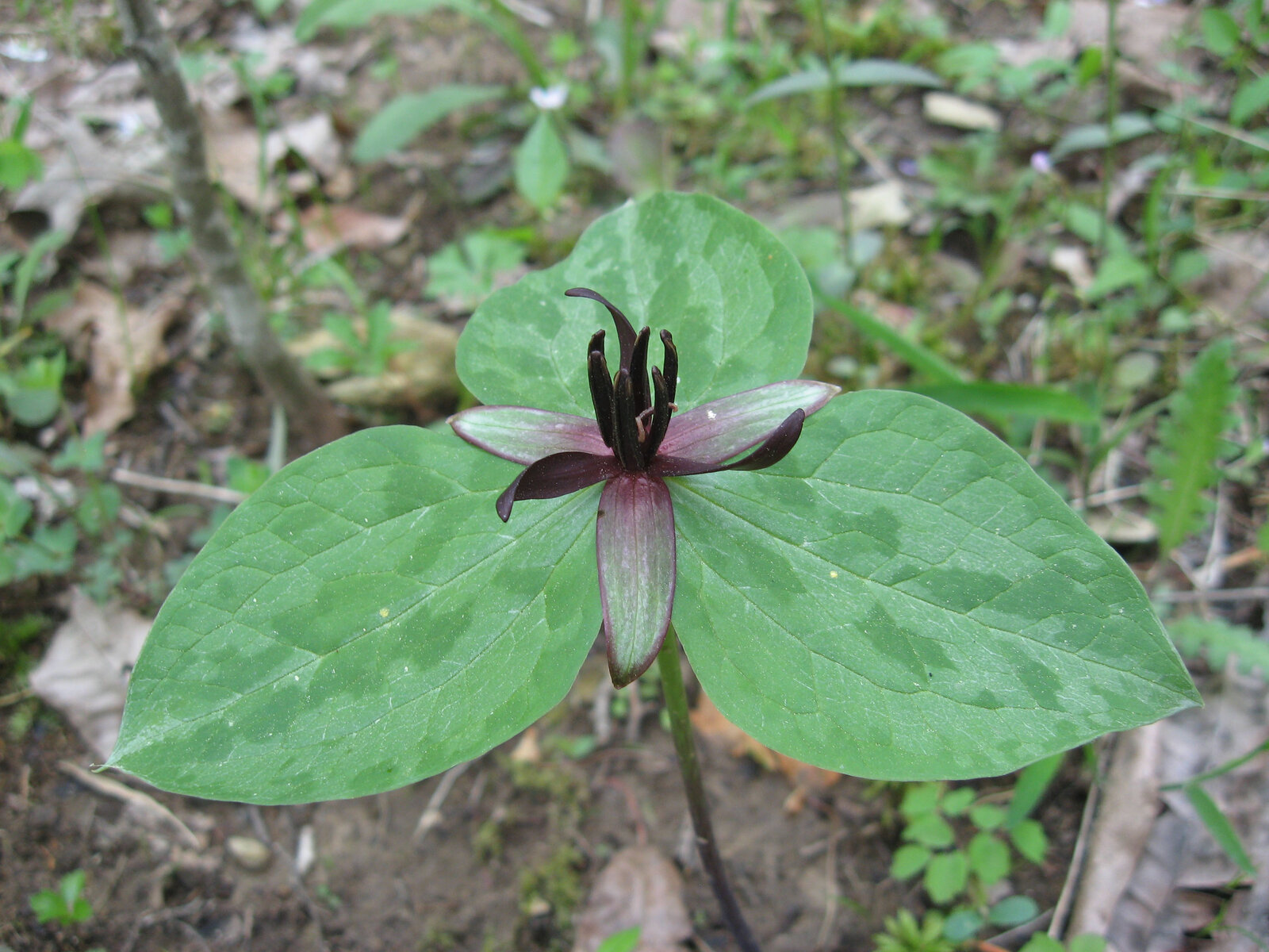 Twisted trillium with spirally twisted maroon petals