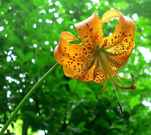 Turk's-cap lily with strongly recurved orange-and-spotted petals