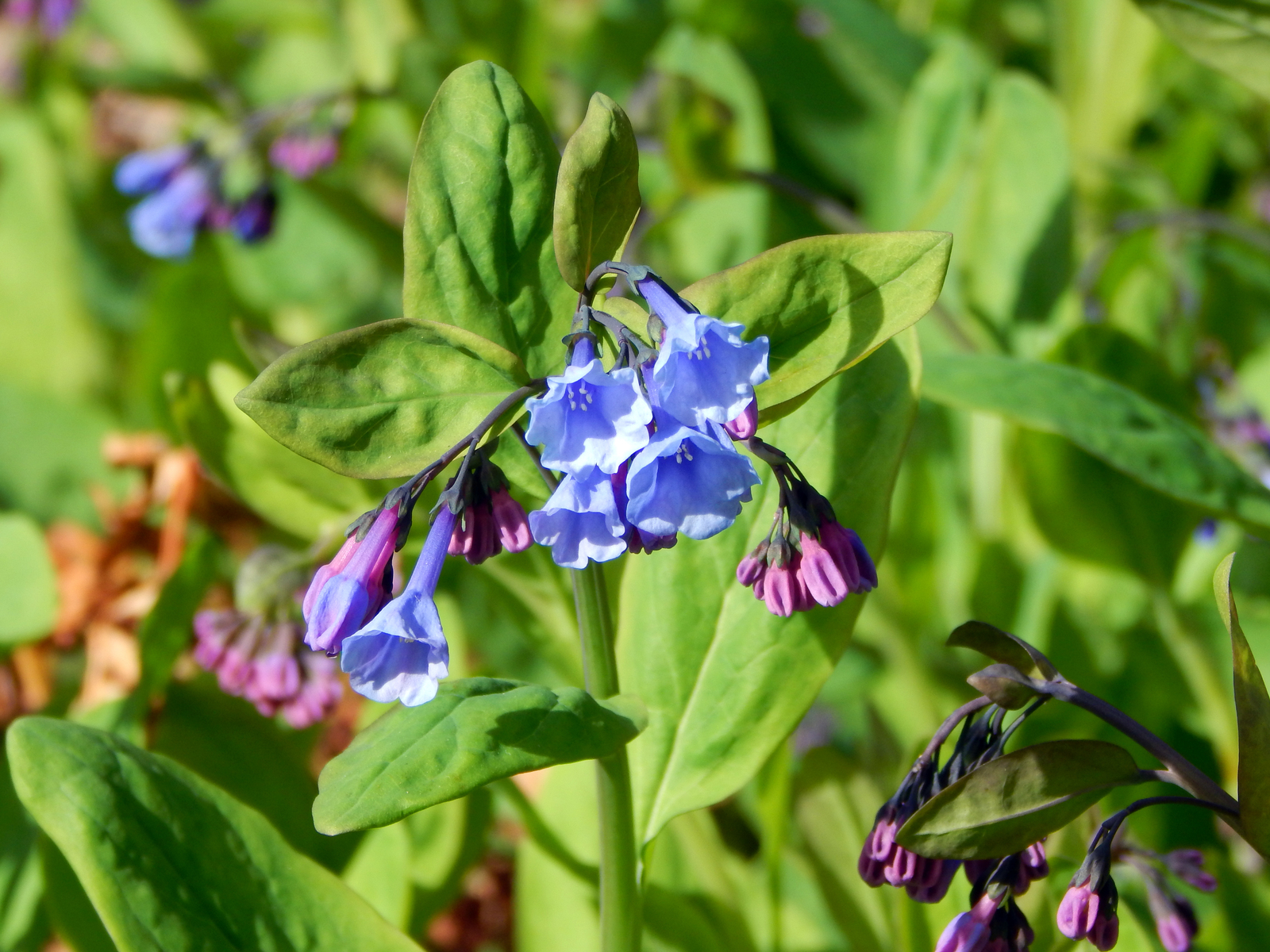 Virginia bluebells with pink buds opening to sky-blue trumpet flowers