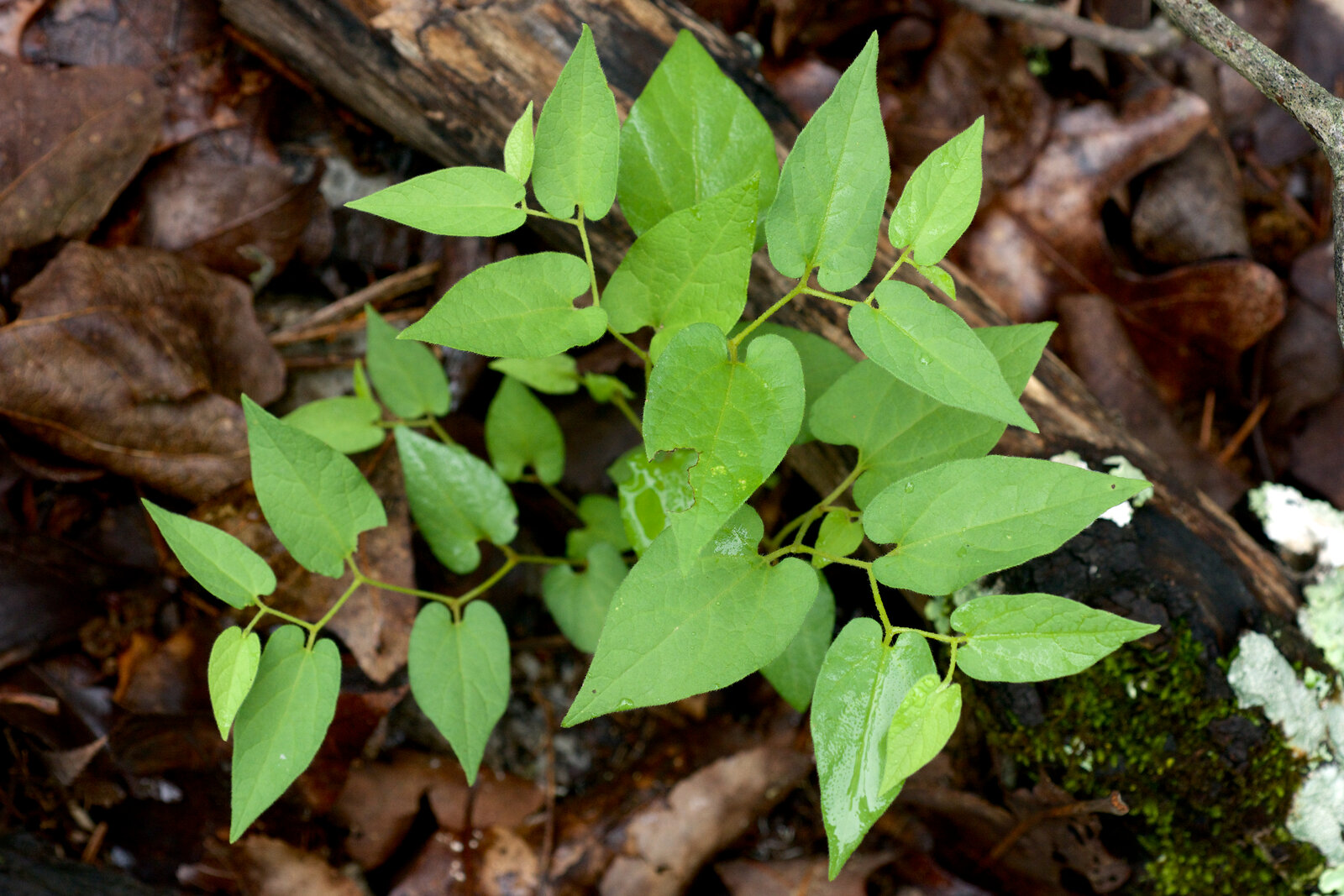 Virginia snakeroot with heart-shaped leaves and small ground-level flowers