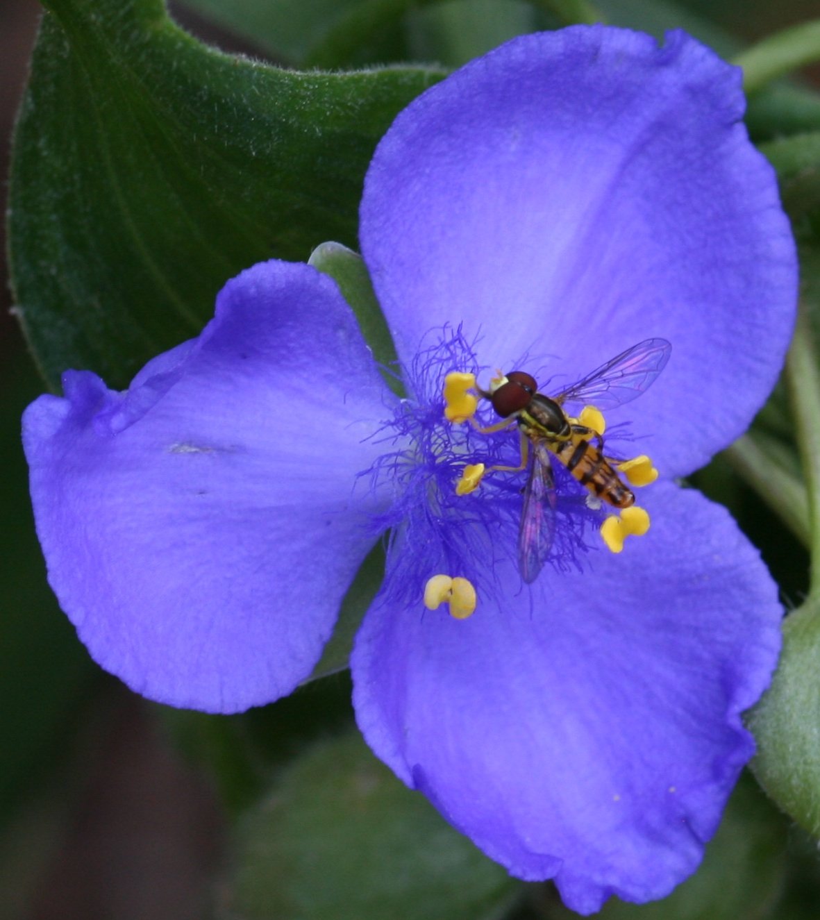 Virginia spiderwort with three-petaled blue-violet flowers and grass-like leaves