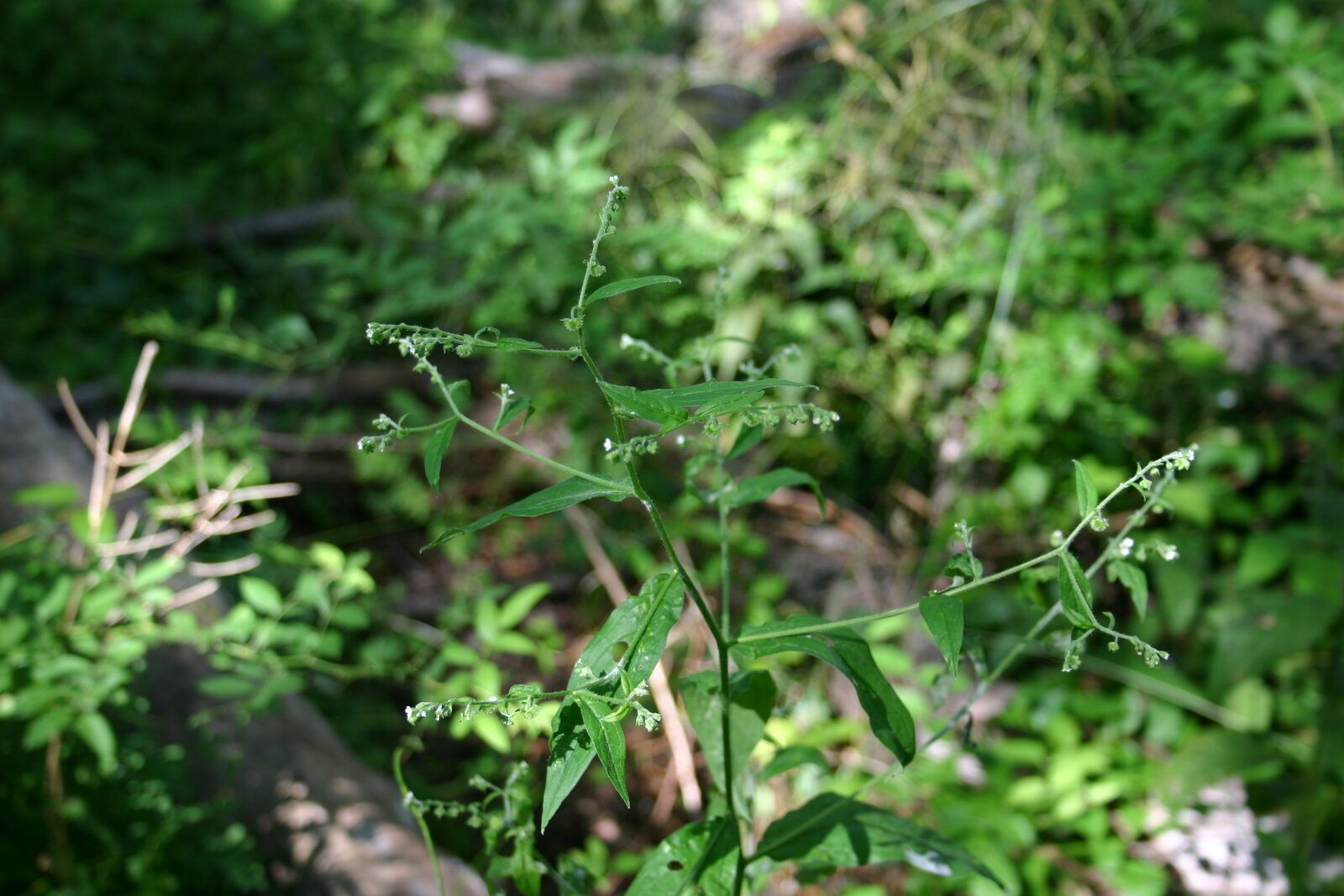 Virginia stickseed with small white five-lobed flowers and bristly stem