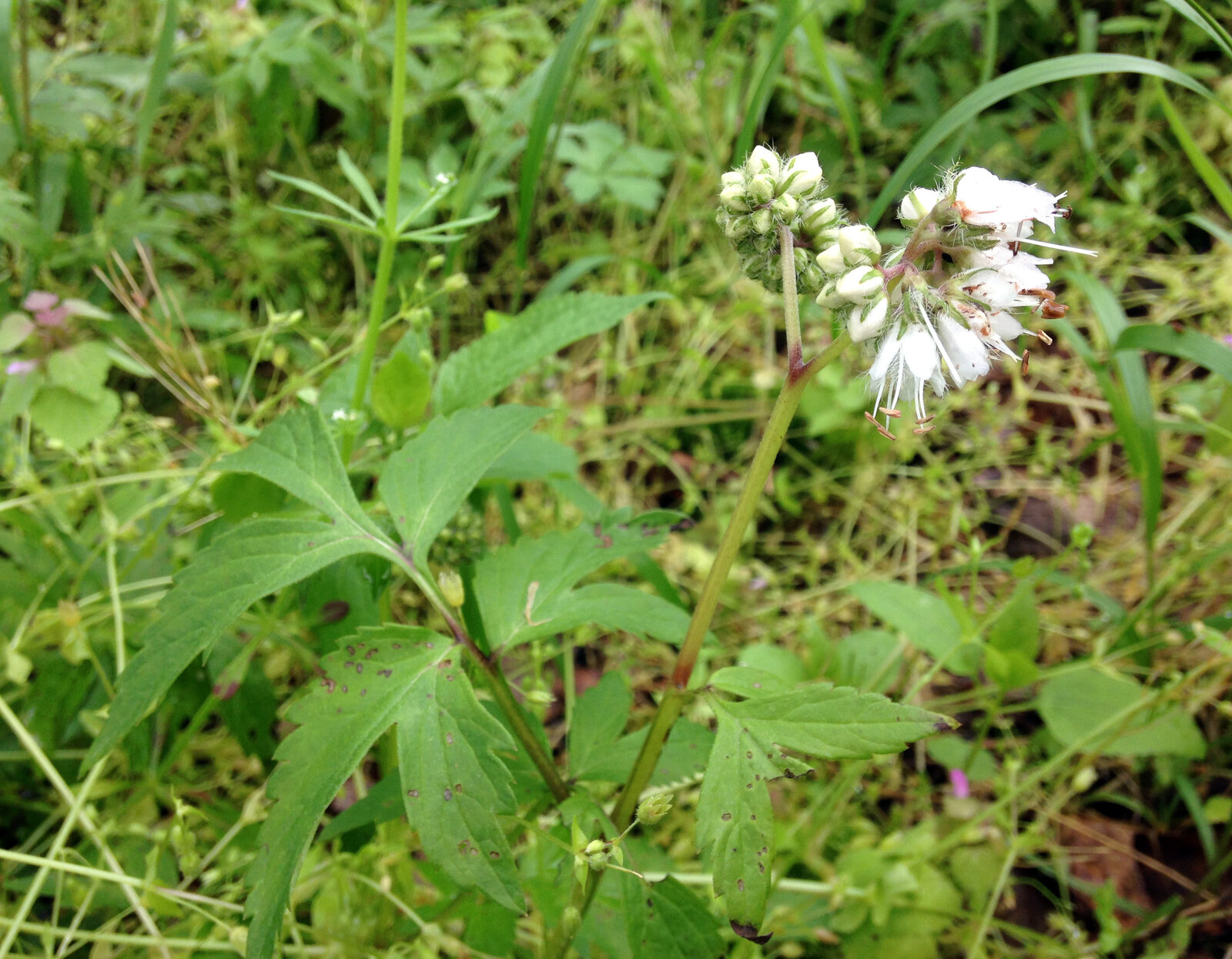 Virginia waterleaf with white-mottled leaves and pale flower cluster