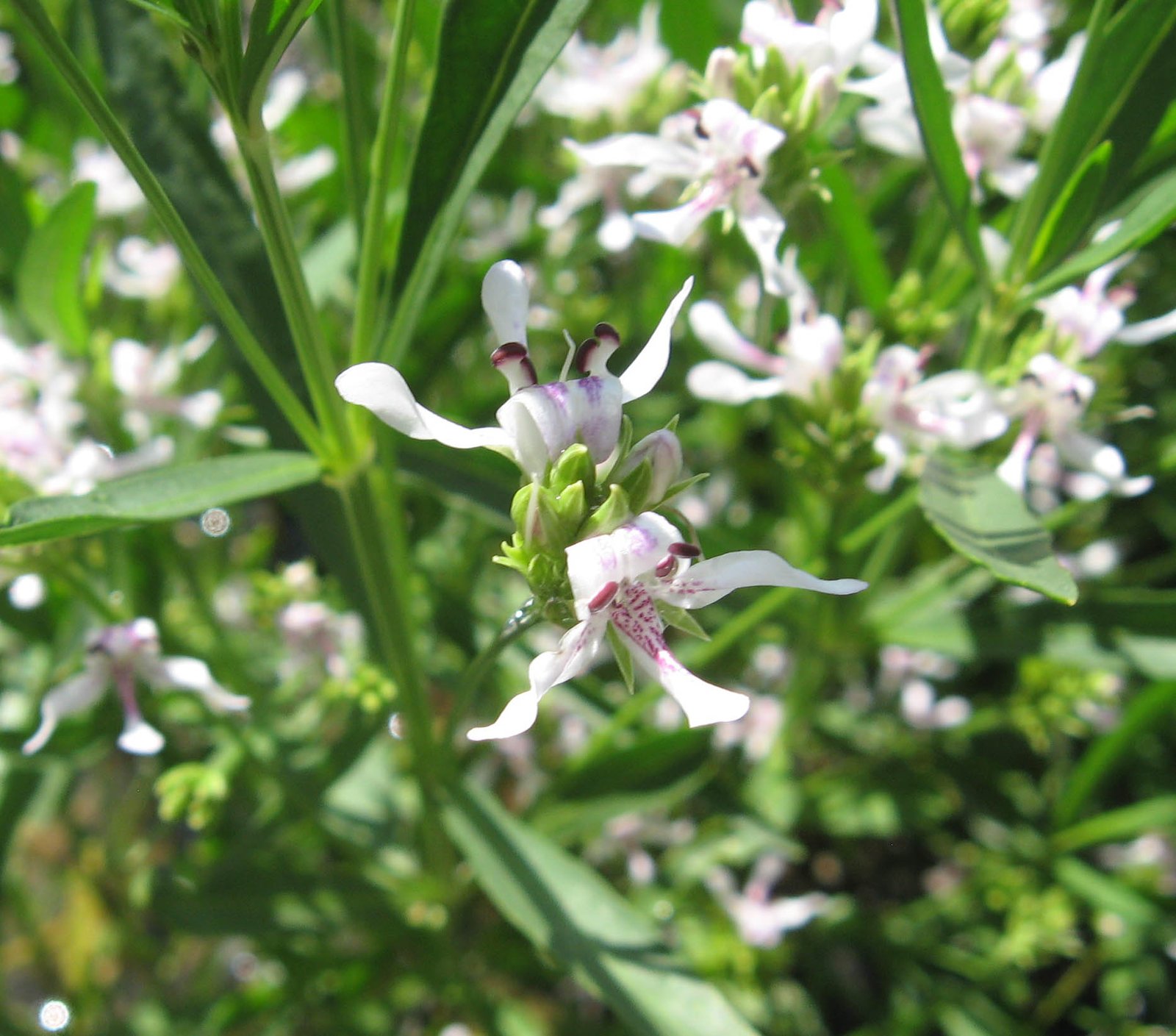 American water willow with willow-like leaves and orchid-like white flowers along stream margins