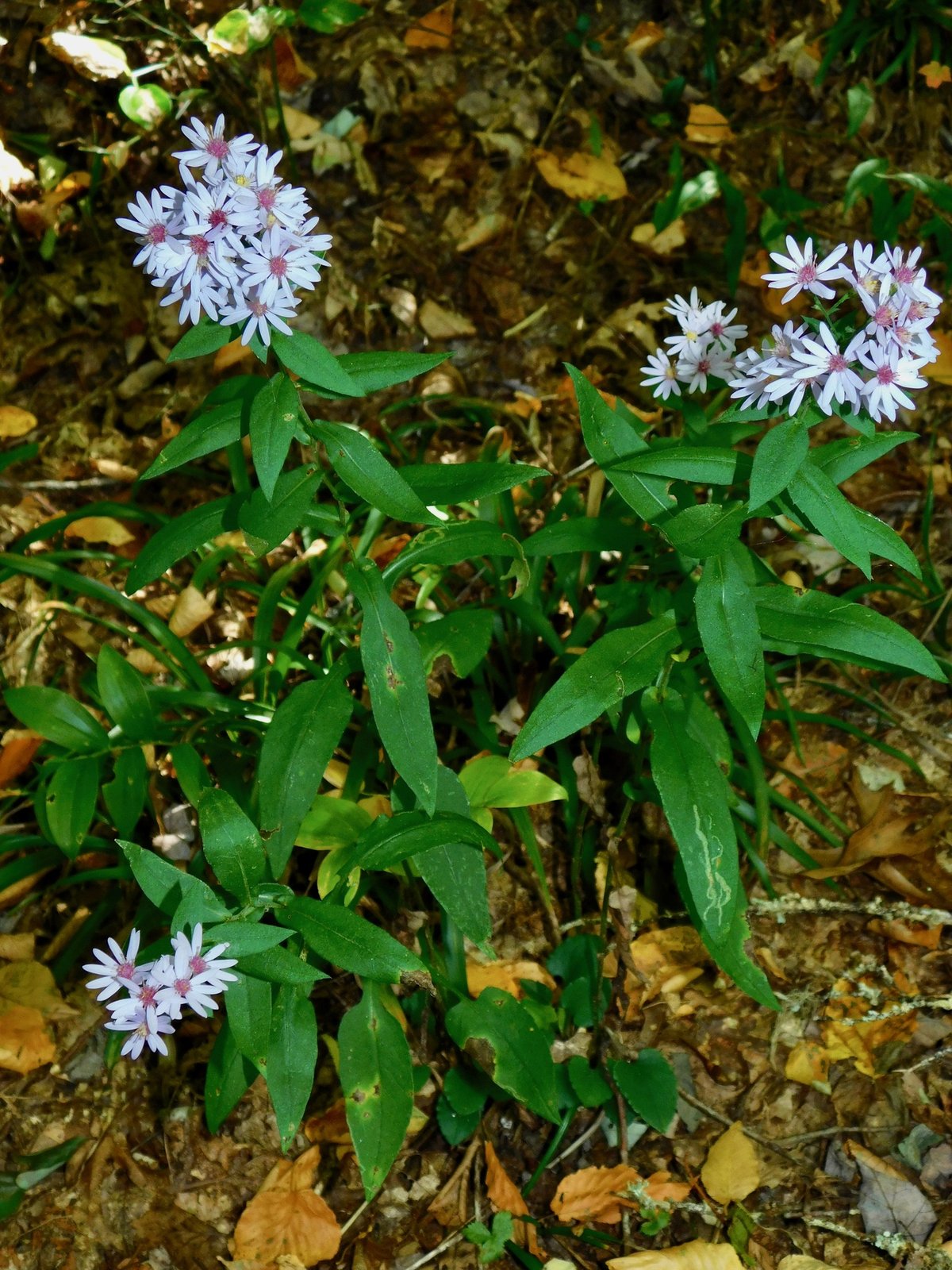 Wavy-leaved aster with leaves whose bases clasp and have wavy margins
