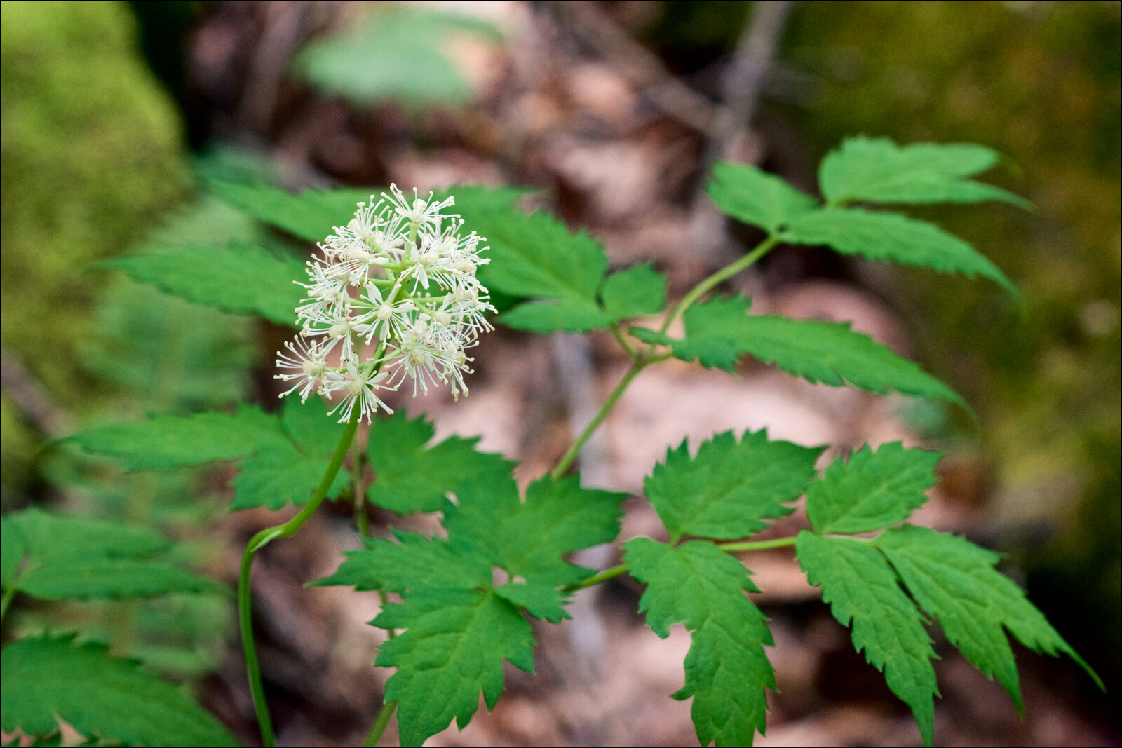 White baneberry with white berries on red stalks