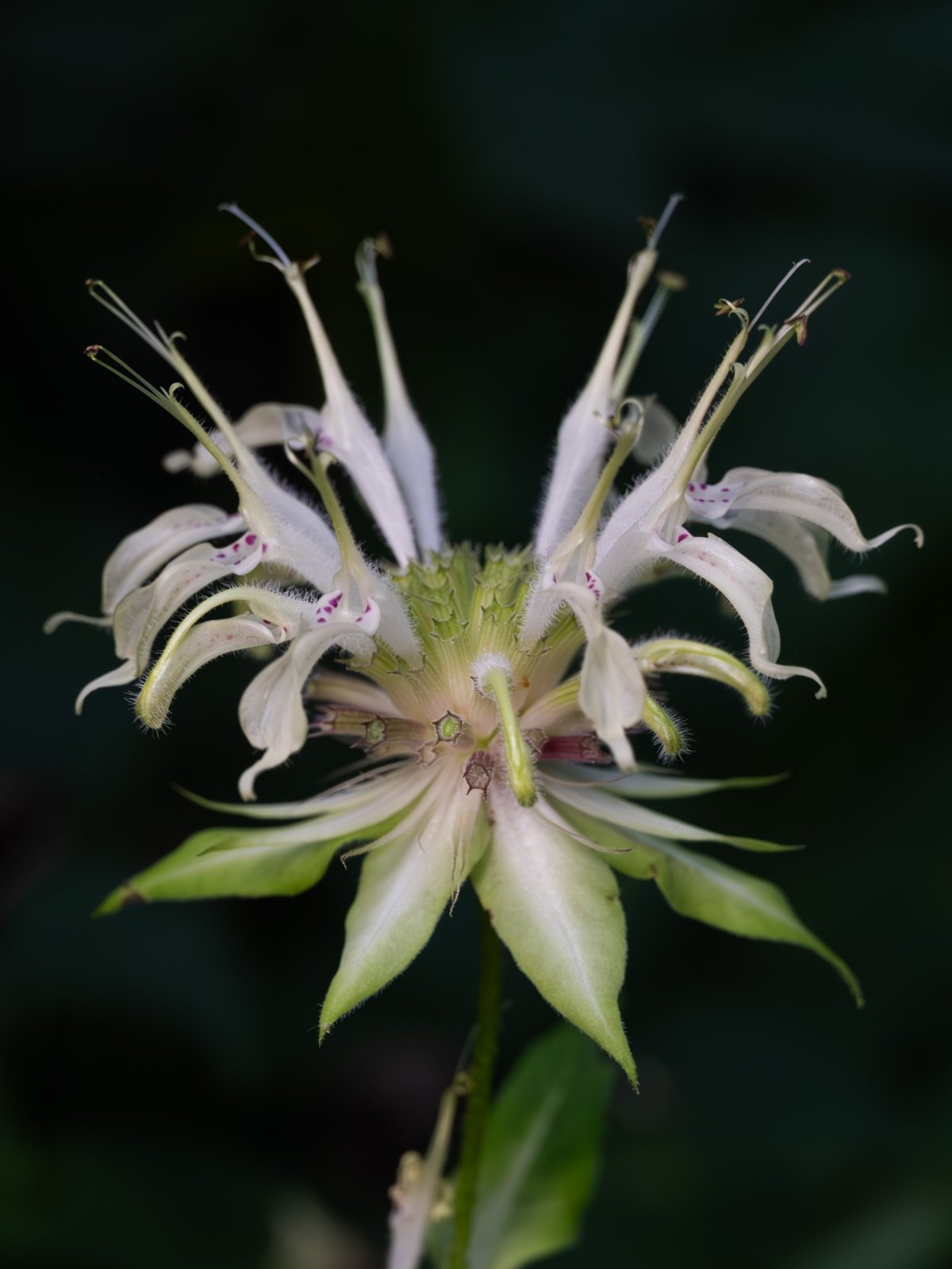 White bergamot with pale white-pink flower heads and squared stems