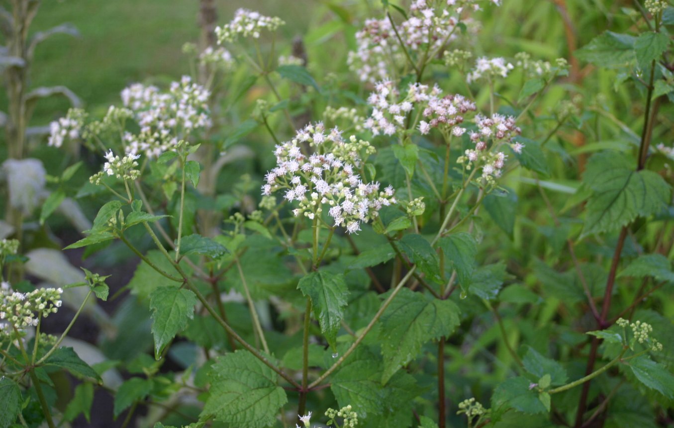 White snakeroot with flat-topped clusters of small white flowers