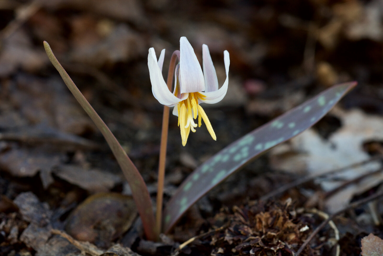 White trout lily with mottled leaves and white nodding flower