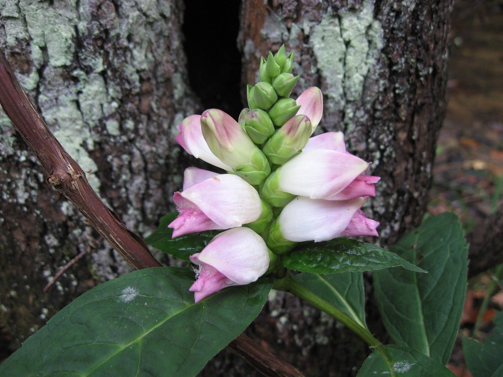 White turtlehead with paired creamy-white closed flowers shaped like a turtle's head