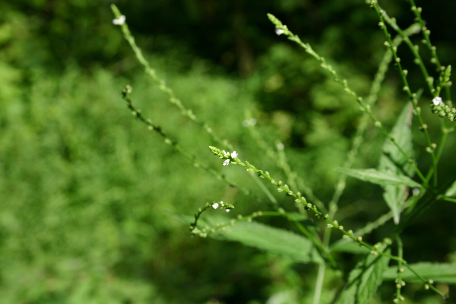 White vervain with branched candelabra of small white flower spikes