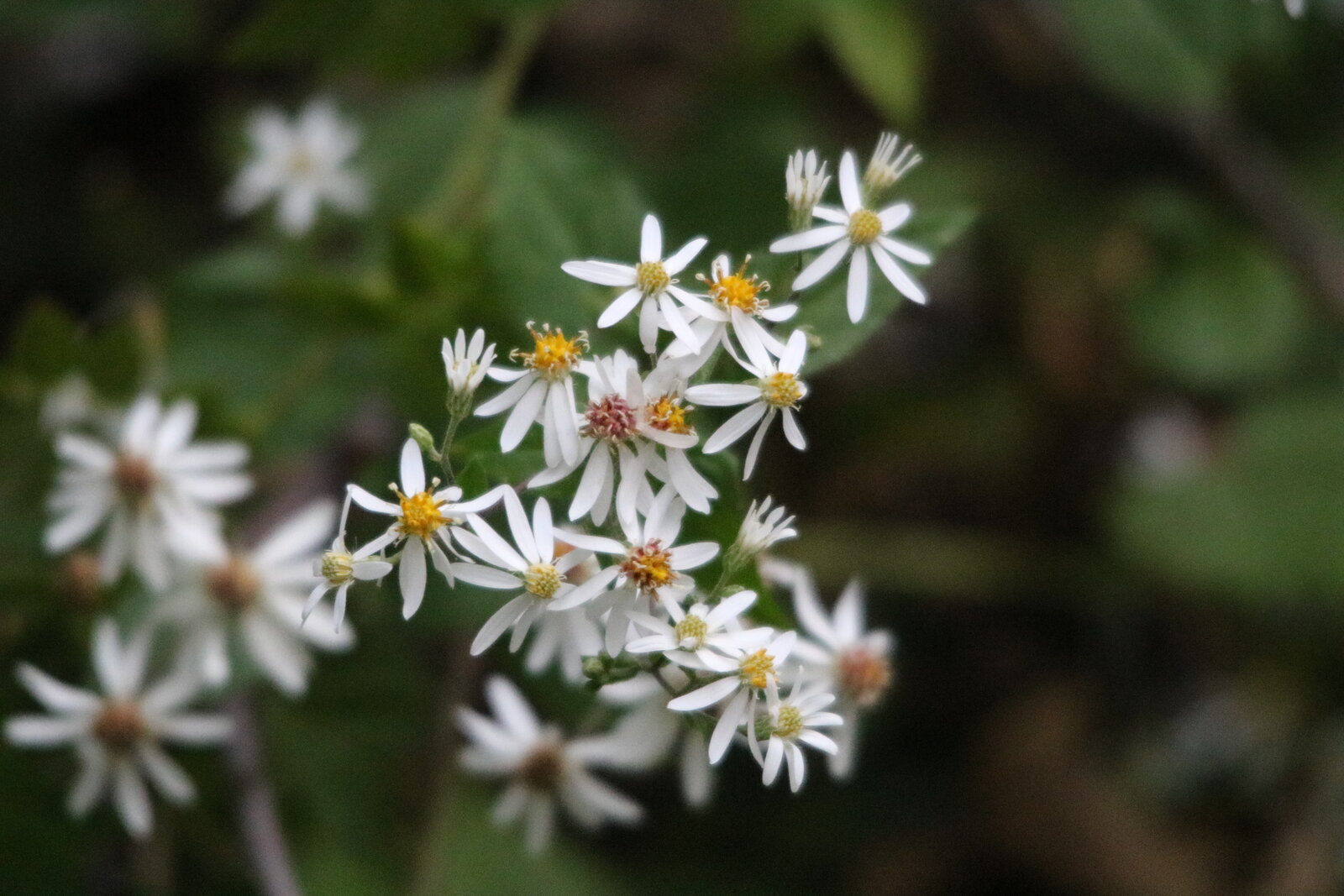 White wood aster with small white flowers and heart-shaped basal leaves