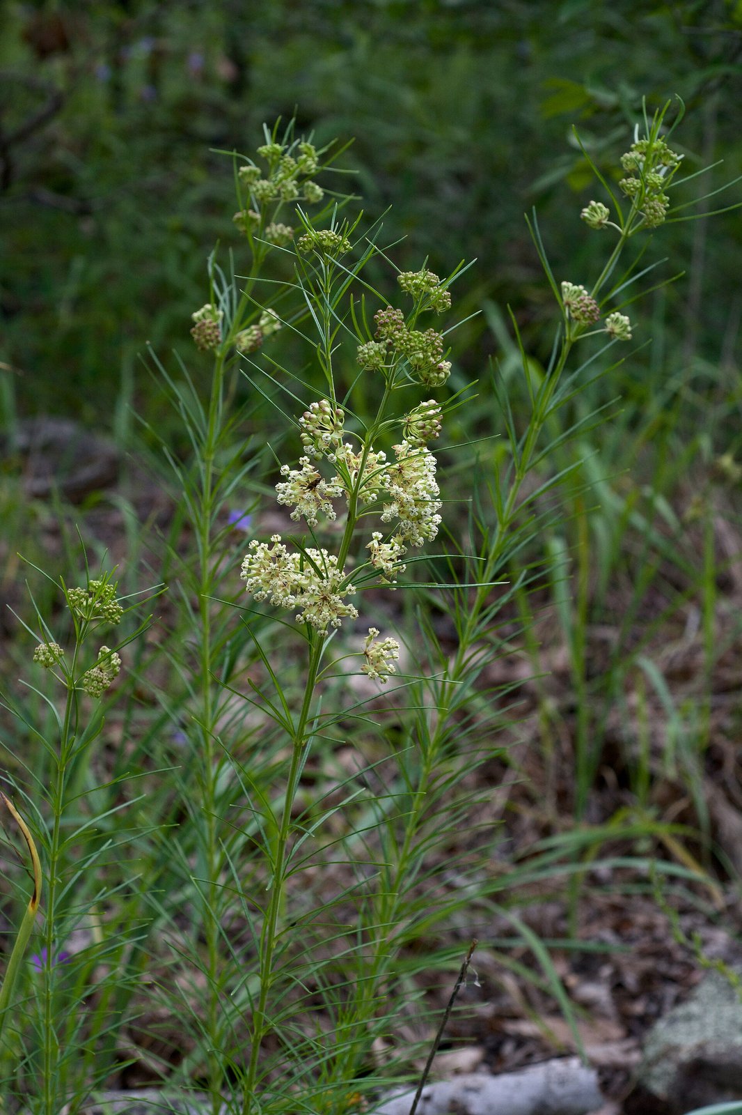 Whorled milkweed with thread-like leaves in whorls and small white flower clusters