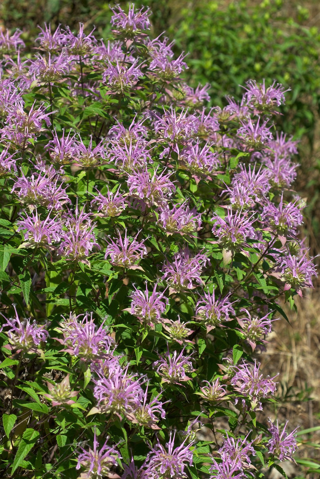 Wild bergamot with lavender tubular flowers in a rounded head and aromatic leaves