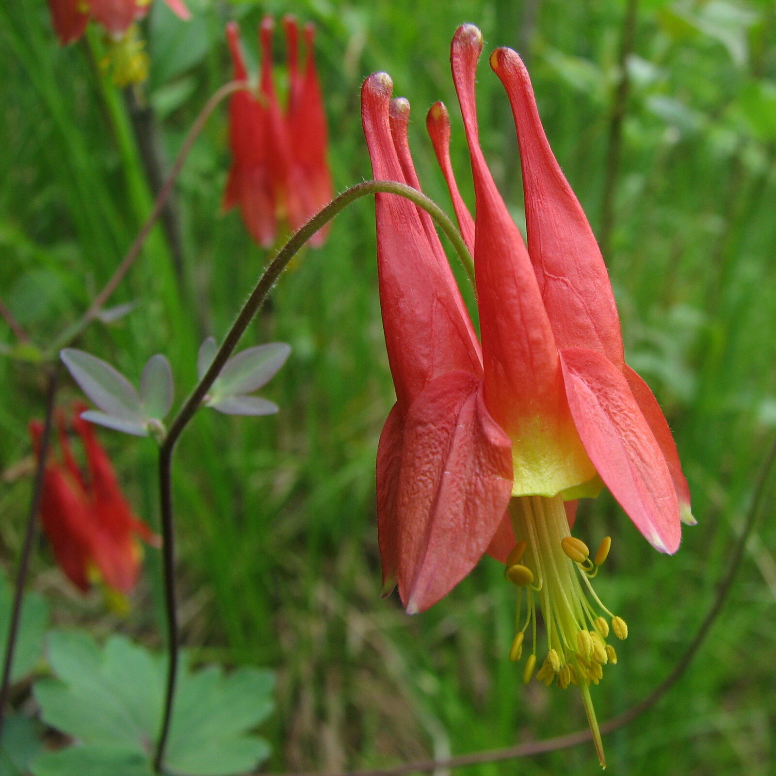 Wild columbine with red and yellow spurred flowers