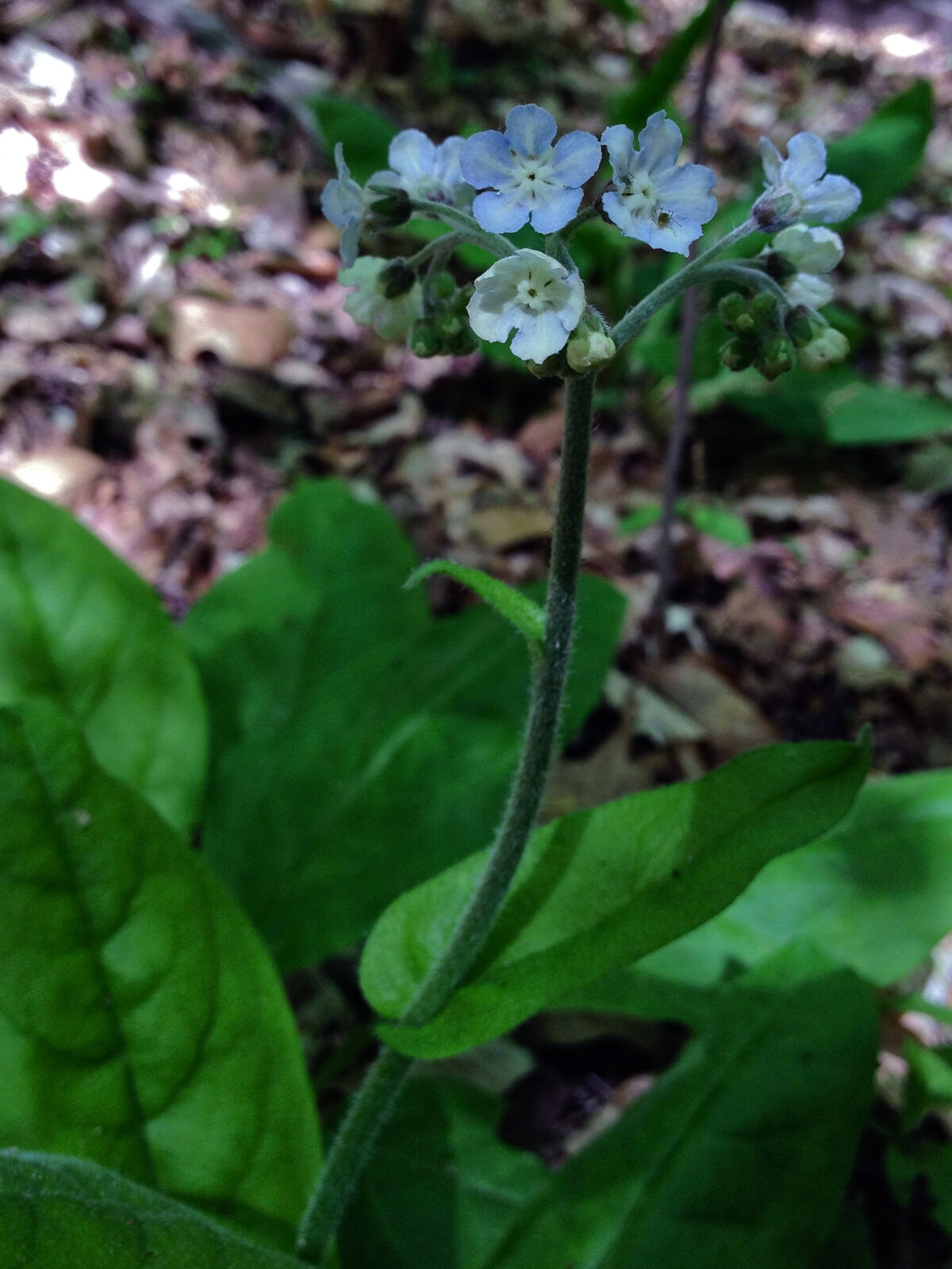 Wild comfrey with small pale-blue flowers and clasping leaves