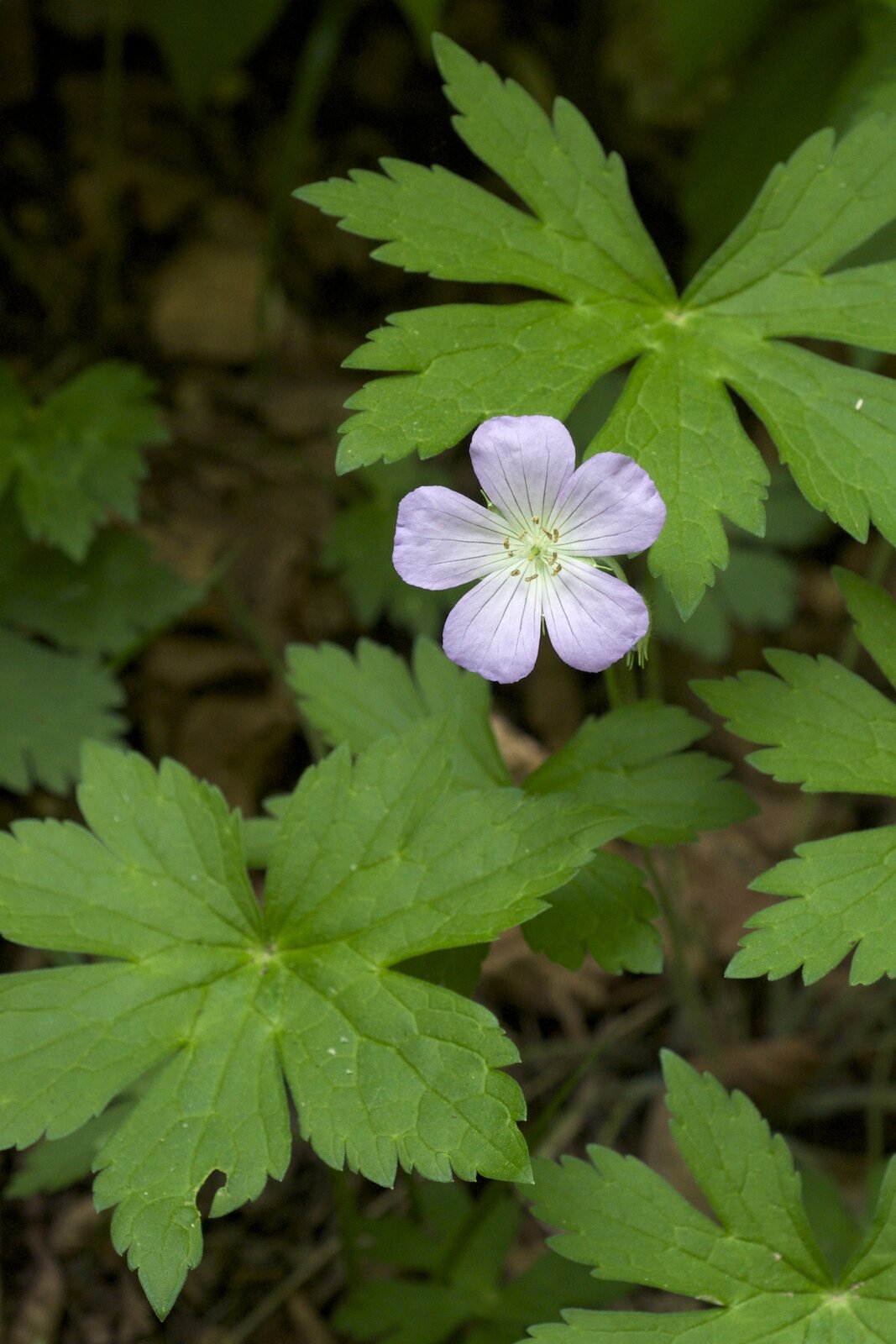 Wild geranium with five pink-purple petals and palmately divided leaves