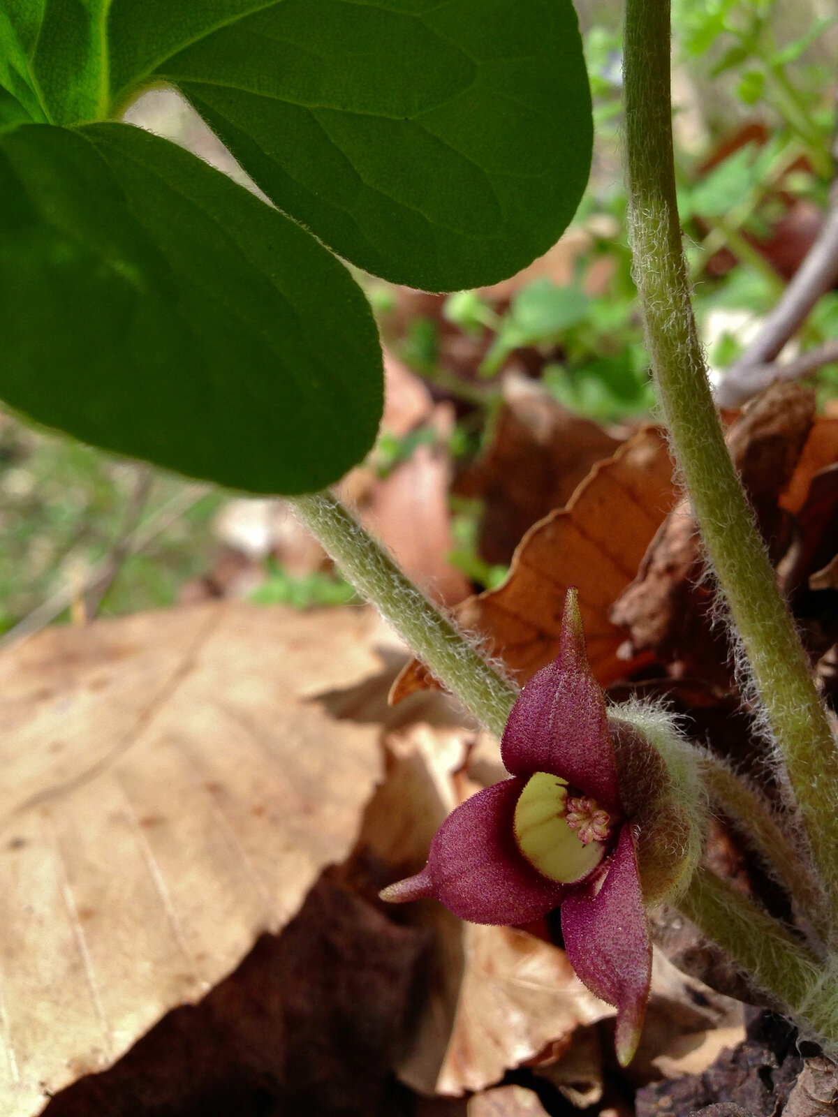 Canadian wild ginger with paired heart-shaped leaves
