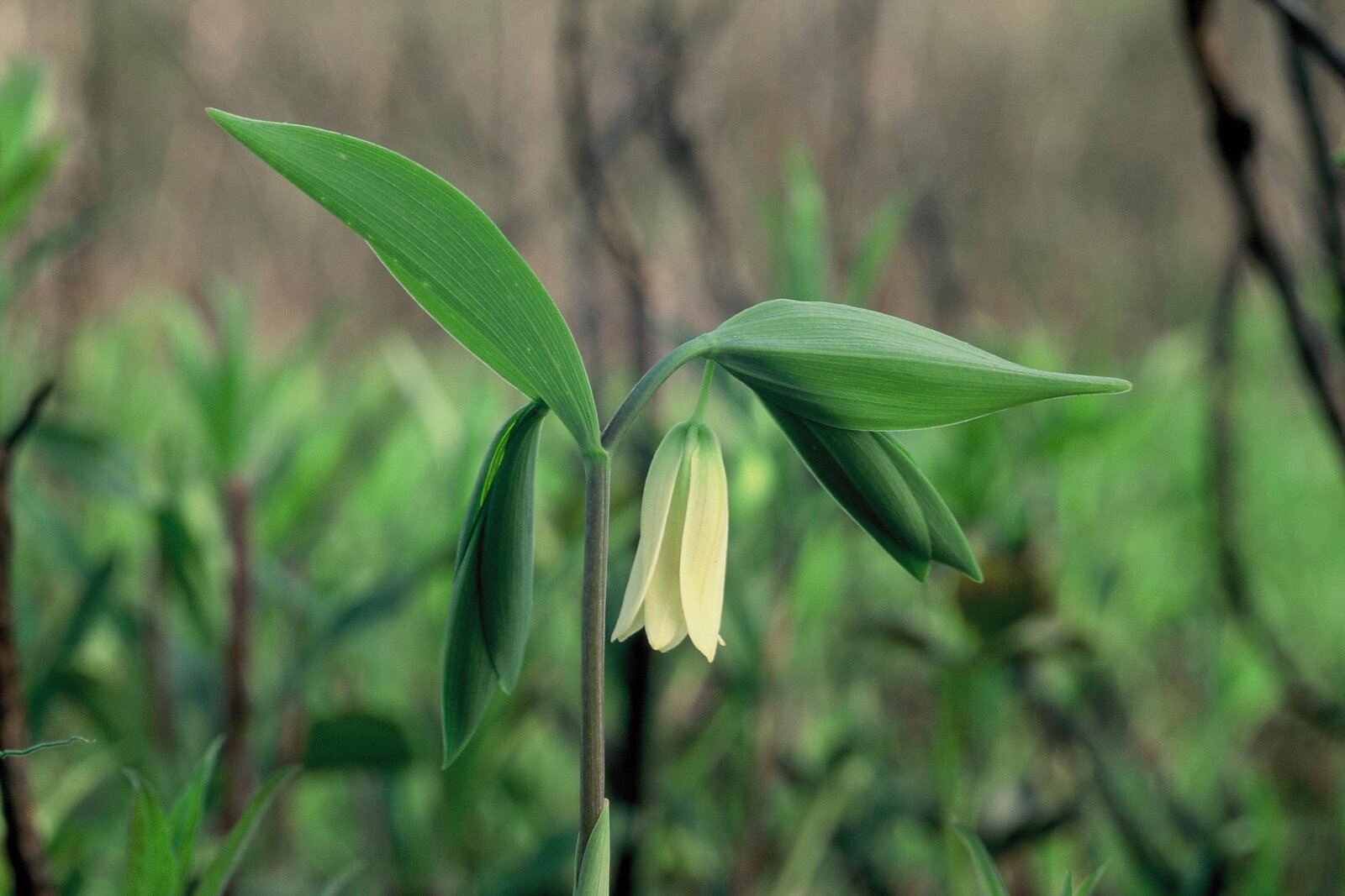 Wild oats bellwort with sessile leaves and small yellow flowers