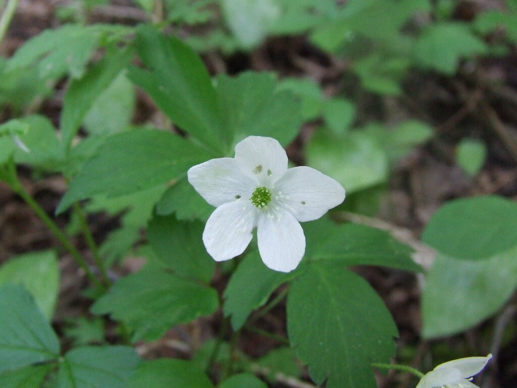 Wood anemone with single white five-petaled flower