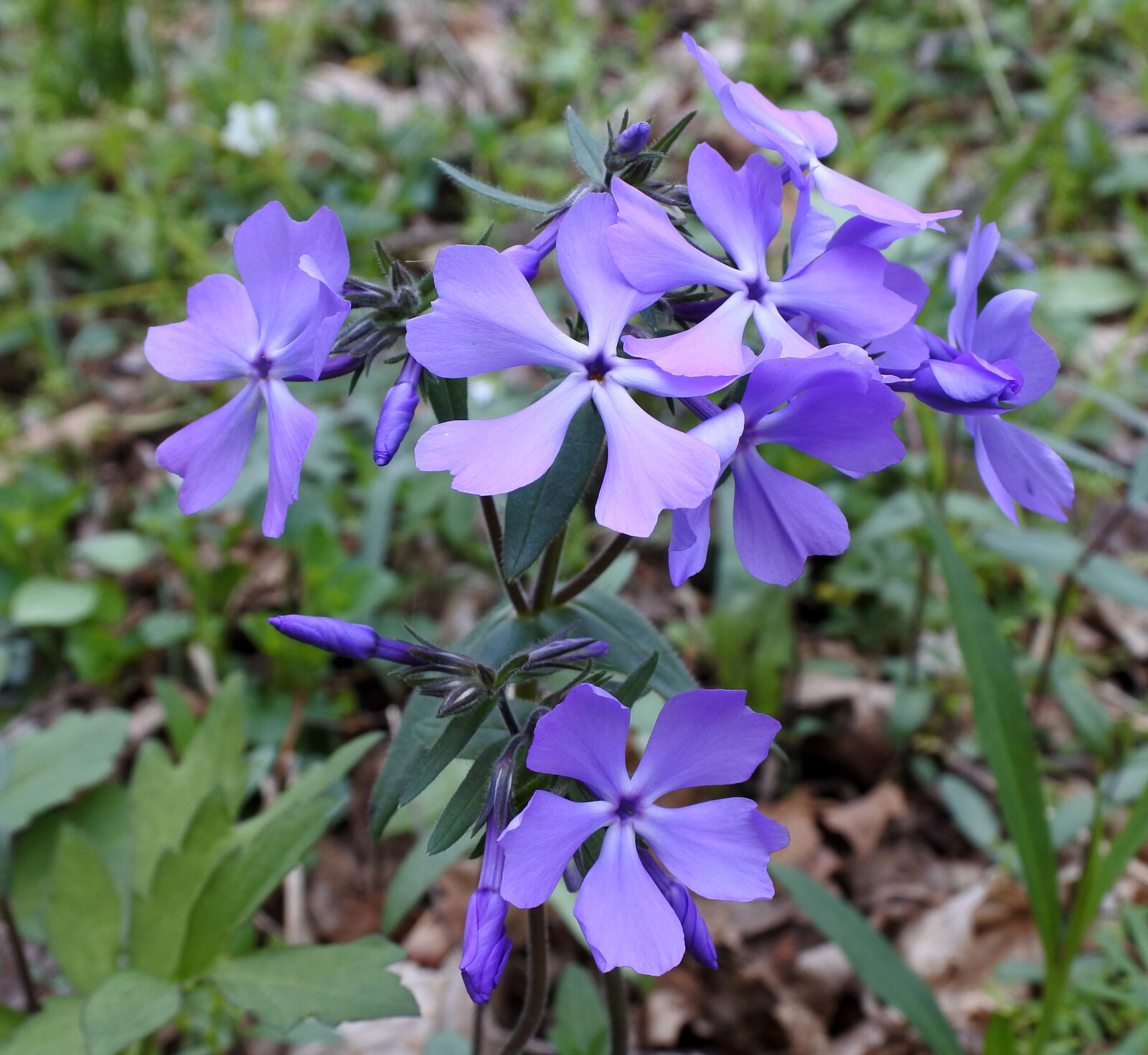 Woodland phlox with pale-blue five-petaled flowers in loose cluster