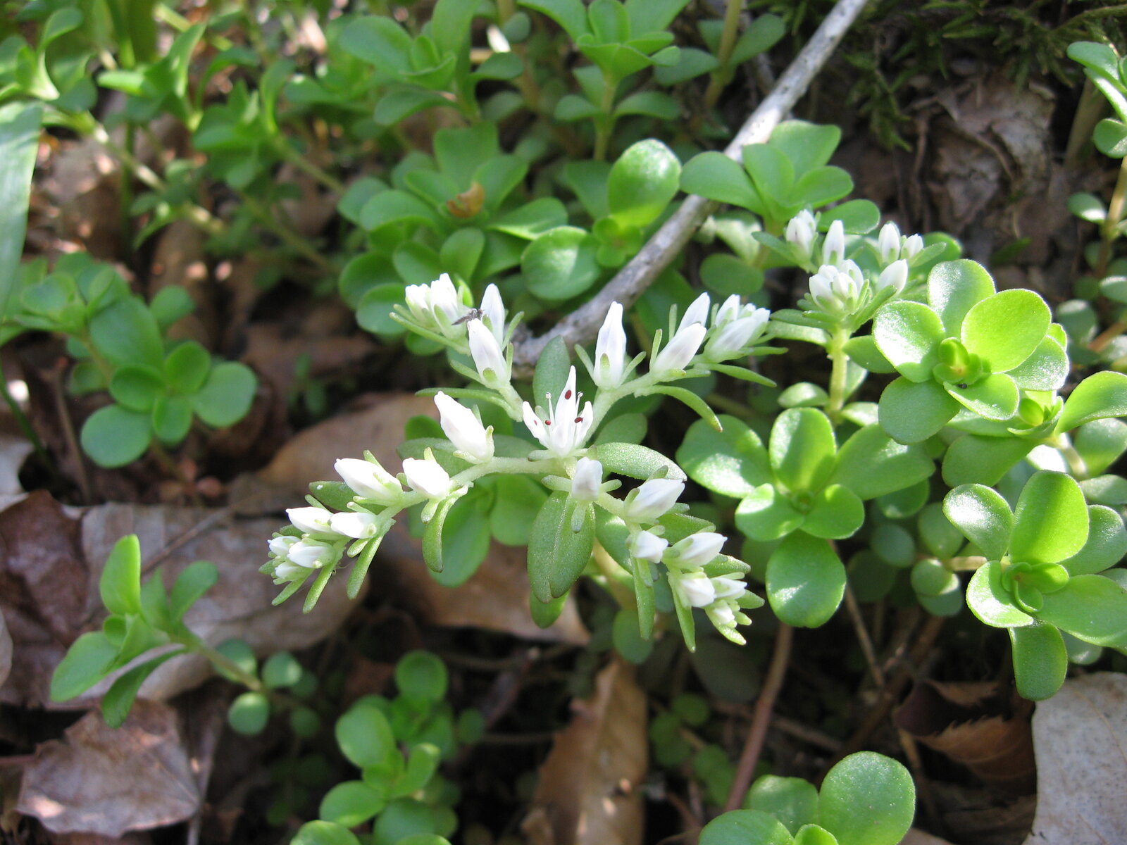Woodland stonecrop with succulent leaves and small white star flowers