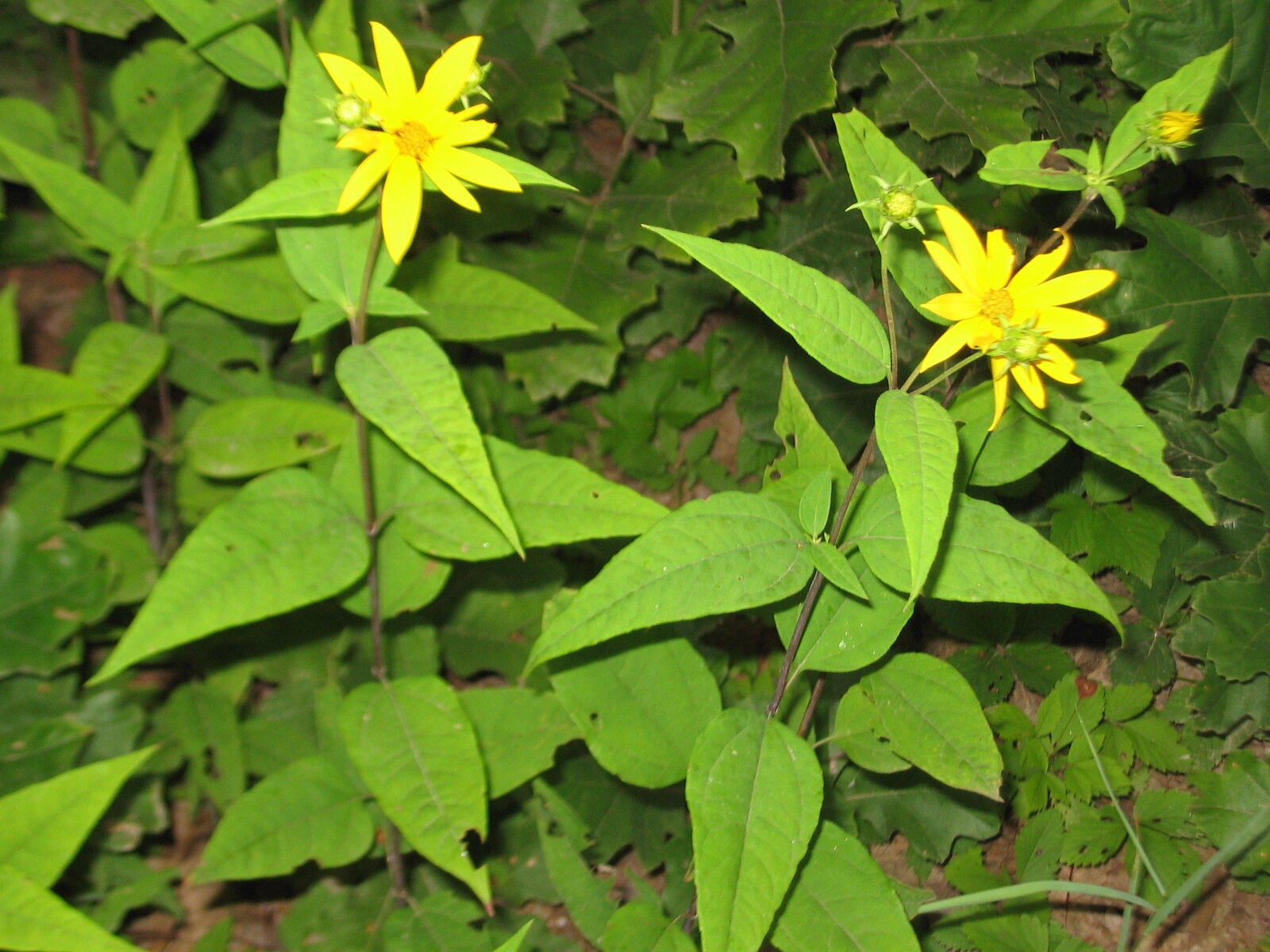 Woodland sunflower with yellow ray flowers and rough leaves