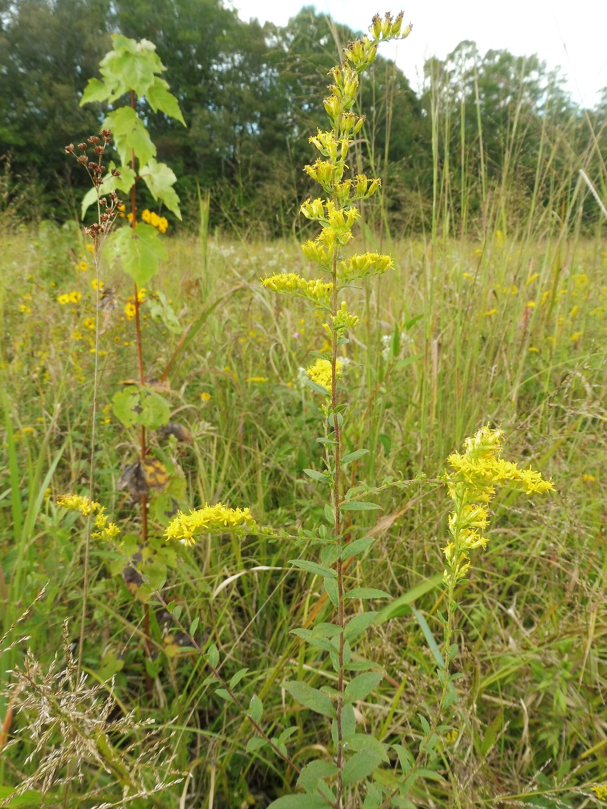 Wrinkleleaf goldenrod with strongly veined leaves and arching flower plume