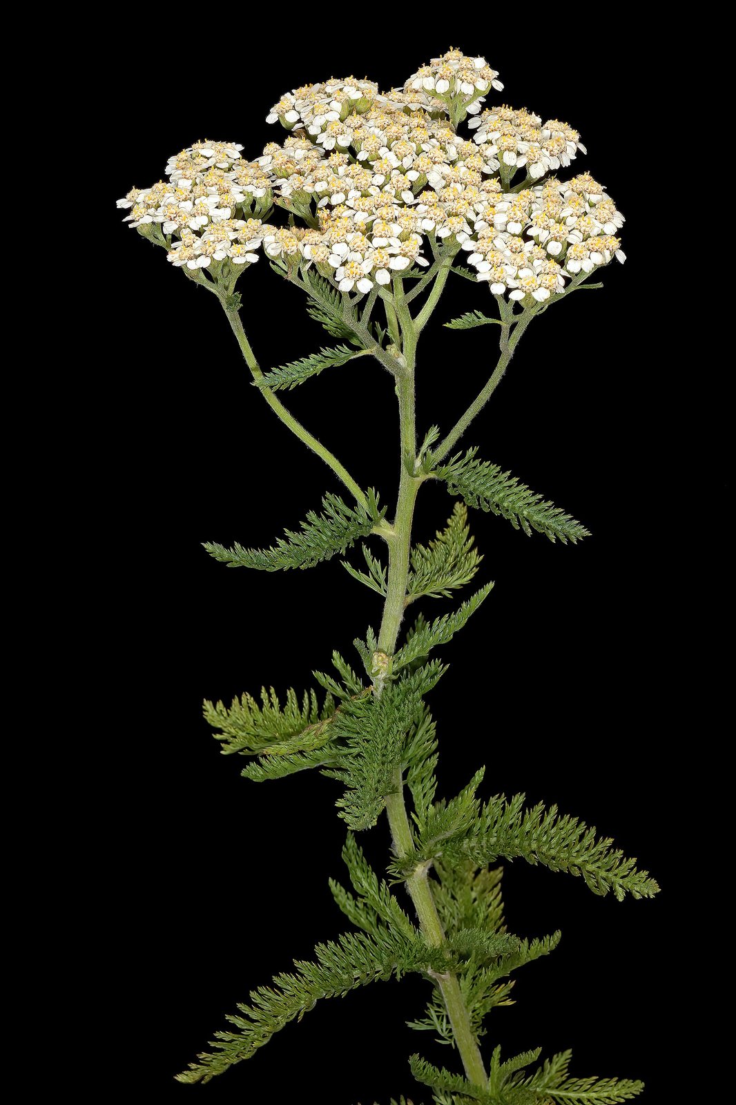 Yarrow with finely divided fern-like leaves and flat-topped white flower clusters