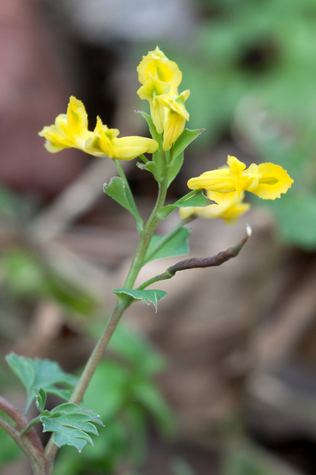 Yellow harlequin with finely divided ferny leaves and small yellow spurred flowers