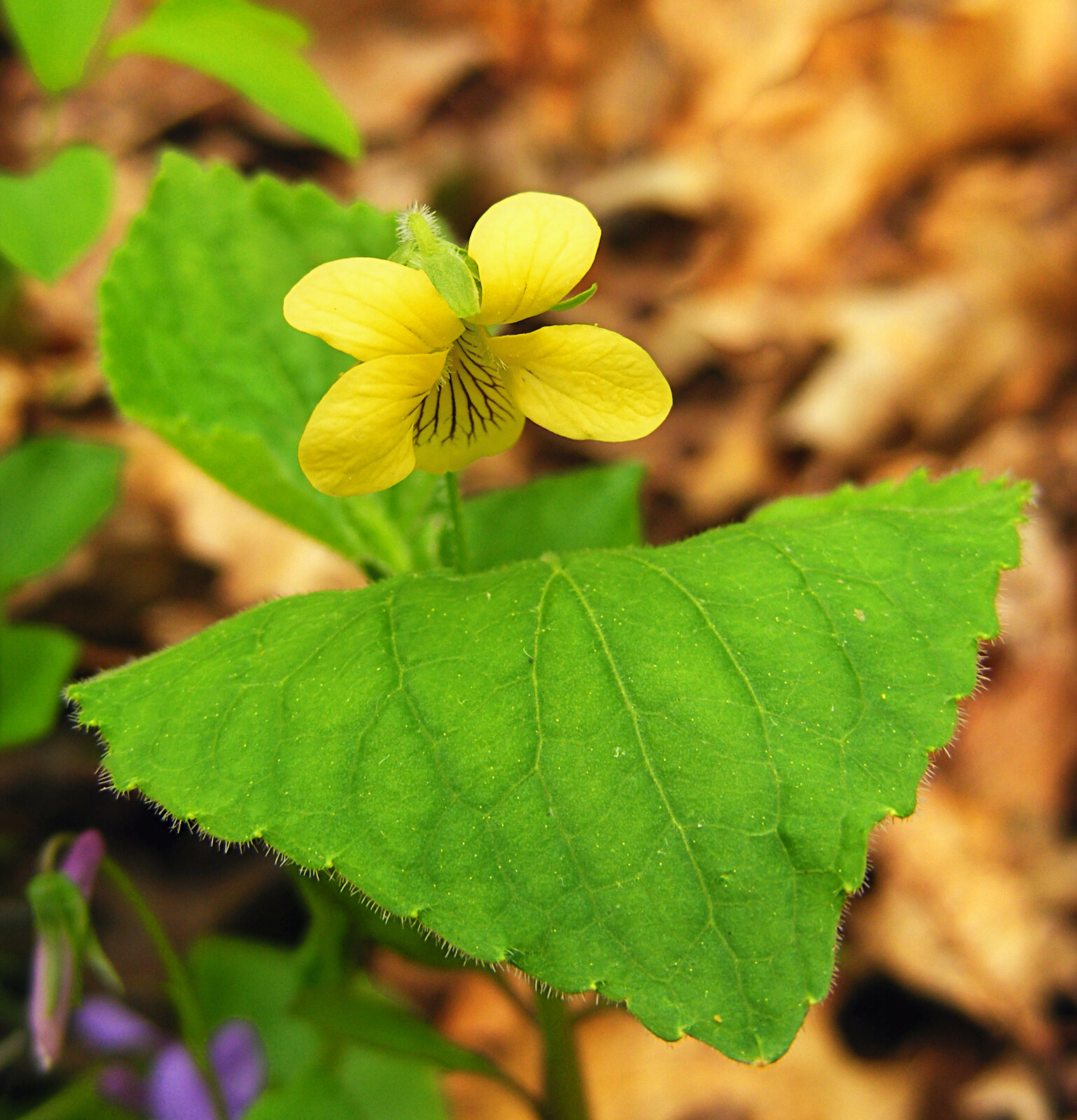 Yellow forest violet with downy stems and yellow flowers