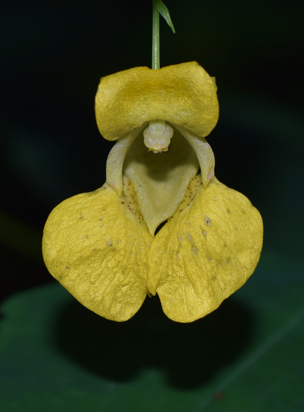 Yellow jewelweed with pale-yellow tubular flowers