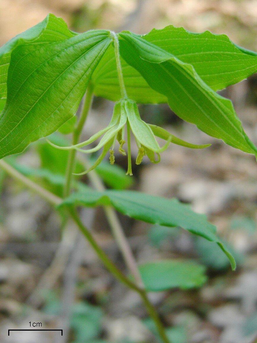 Yellow mandarin with paired bell flowers and forked stem