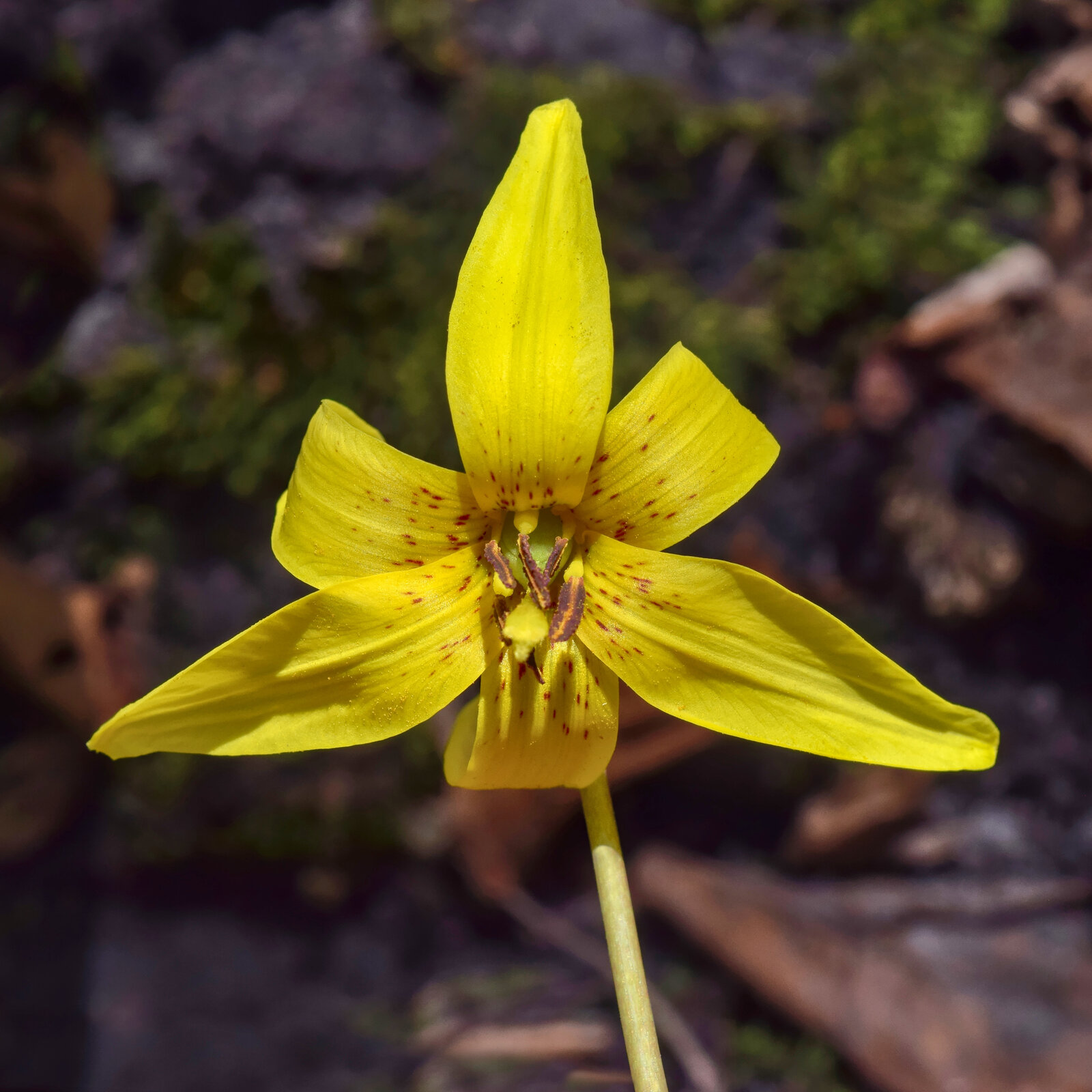 Yellow trout lily with mottled leaves and a single nodding yellow flower