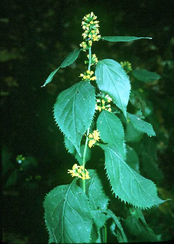 Zigzag goldenrod with strongly zigzagging stem