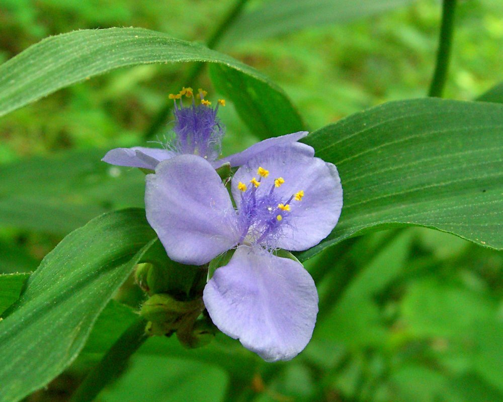 Zigzag spiderwort with strongly zigzagging stem and blue three-petaled flowers