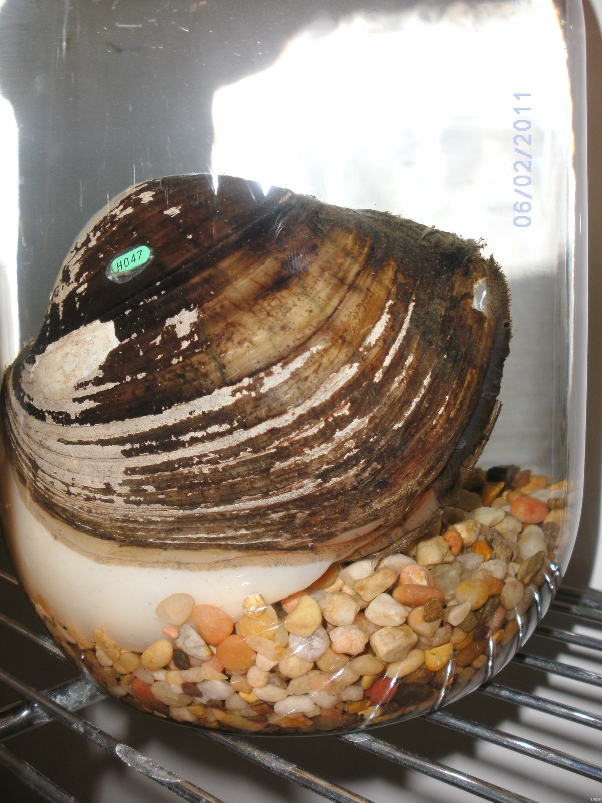 Freshwater mussel showing pigmented shell