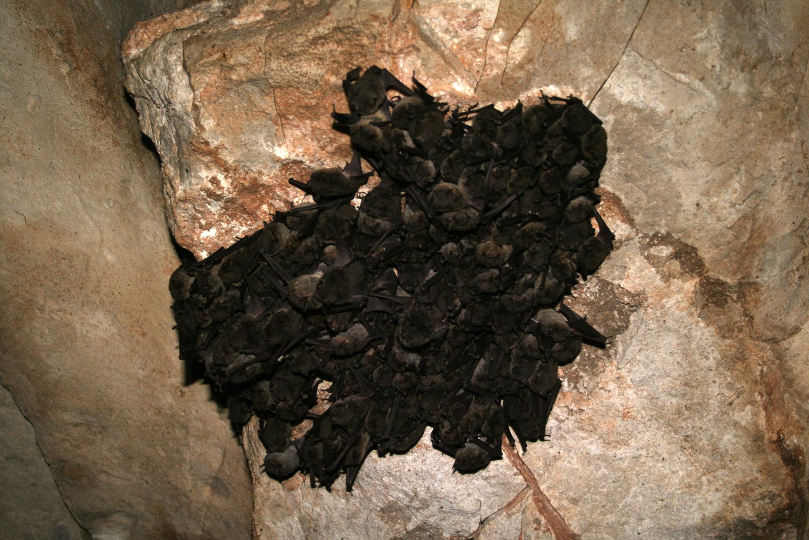 Gray bat colony clustered on a cave ceiling