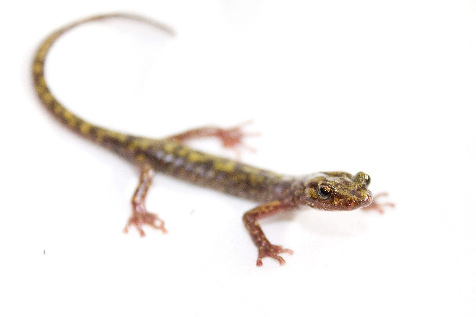Green salamander in a rock crevice